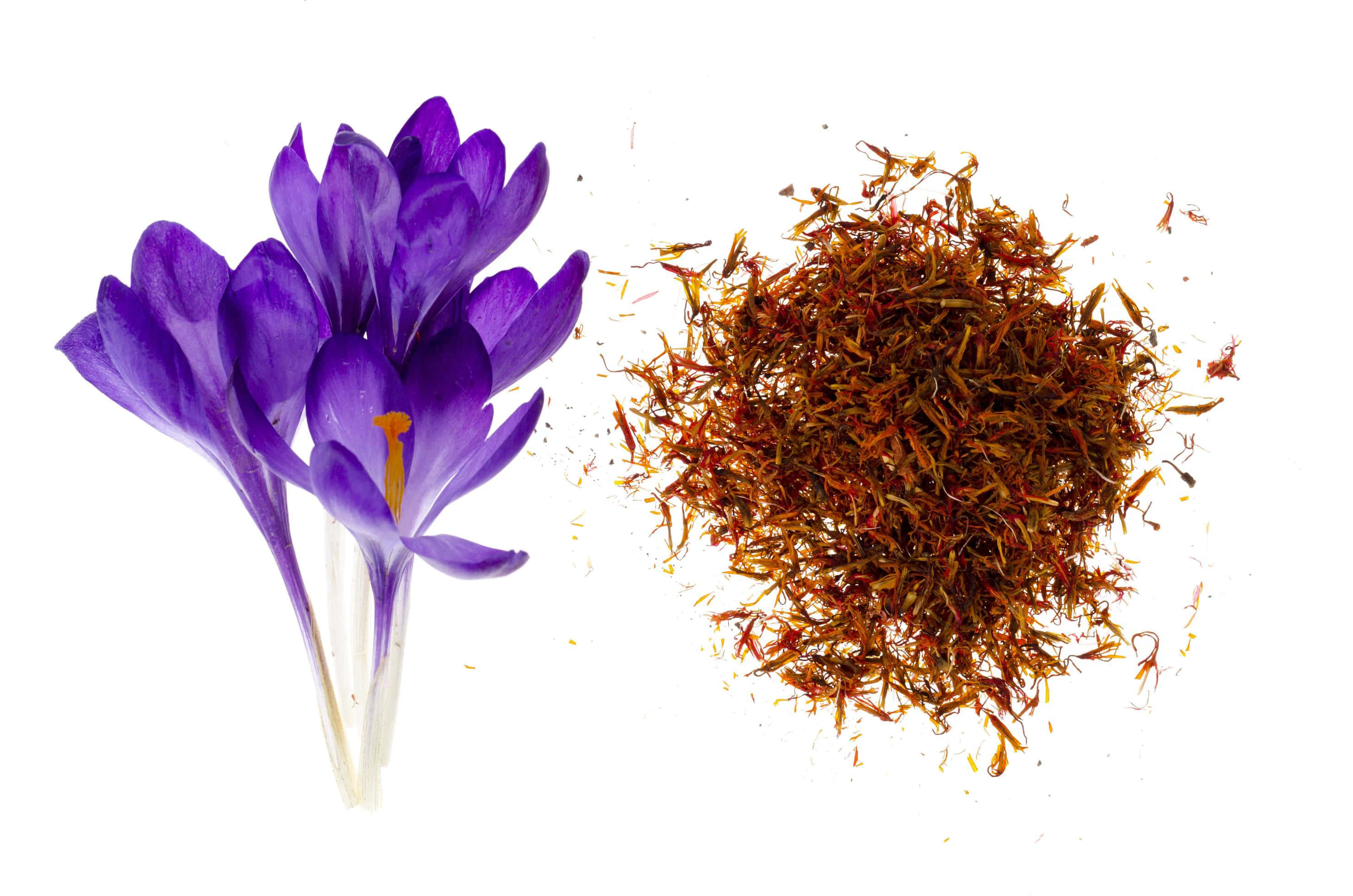 Saffron 桌布 壁紙 — 鮮豔的紫色番紅花與一堆金黃色藏紅花絲在純白背景上形成對比。
