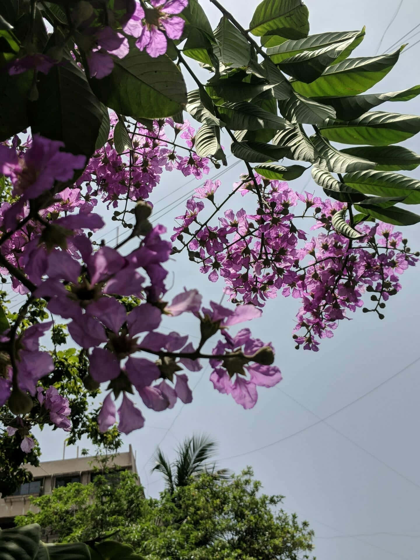 Flower Tree 桌布 壁紙 — 鮮豔的紫色花朵在樹枝上密集盛開，映襯著清澈的藍天、綠葉和遠處的建築物。