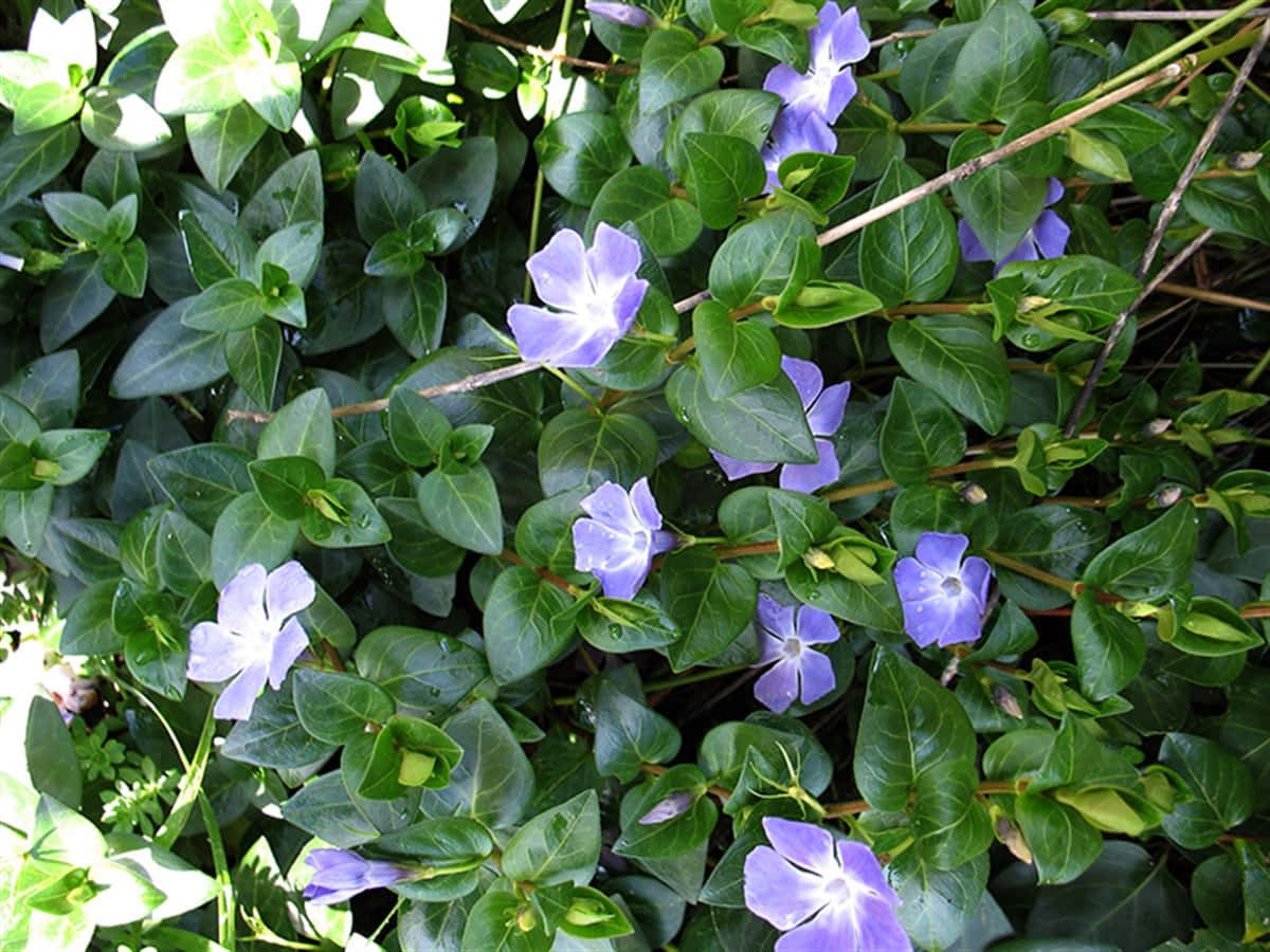 Periwinkle Blue 桌布 壁紙 — 鮮豔的紫色花朵在陽光普照的花園花壇中，於茂盛的綠葉間盛開。