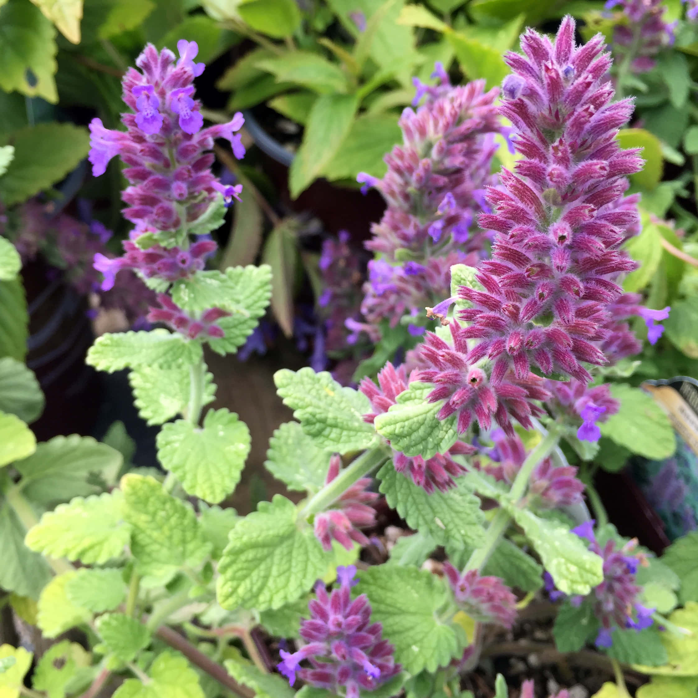 Purple Licorice 桌布 壁紙 — 鮮豔的紫色花穗從茂密的綠葉中升起，特寫花園鏡頭。