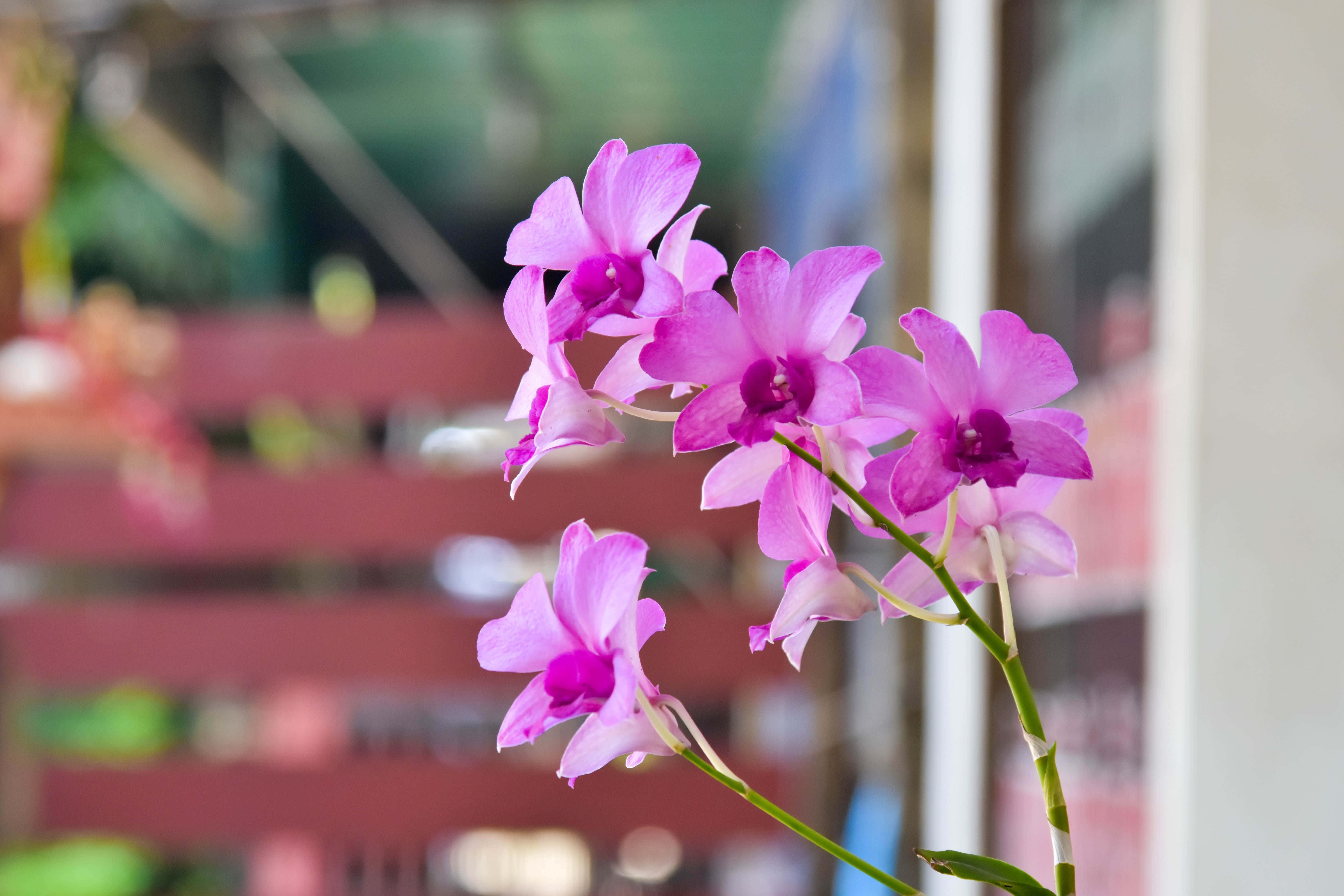 Orchids 桌布 壁紙 — 鮮豔的紫色蘭花在柔和模糊的城市背景下優雅綻放。
