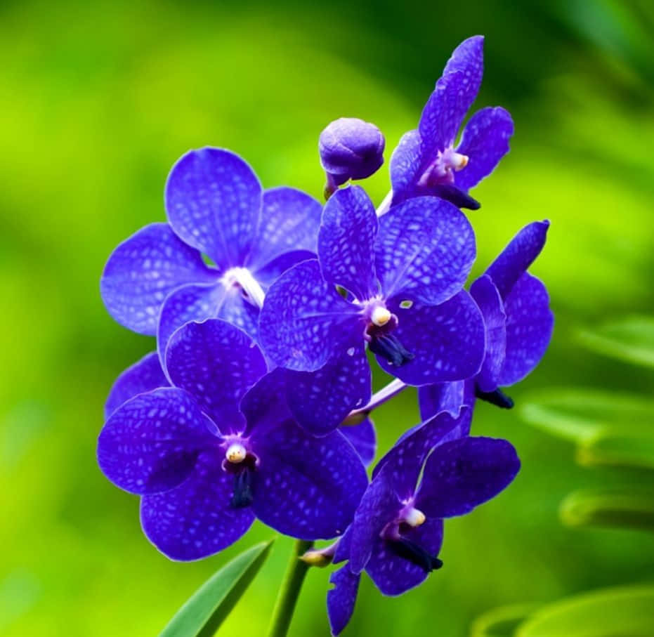 Orchids 桌布 壁紙 — 鮮豔的紫色蘭花帶有斑點花瓣，在柔和的綠色模糊背景下盛開。