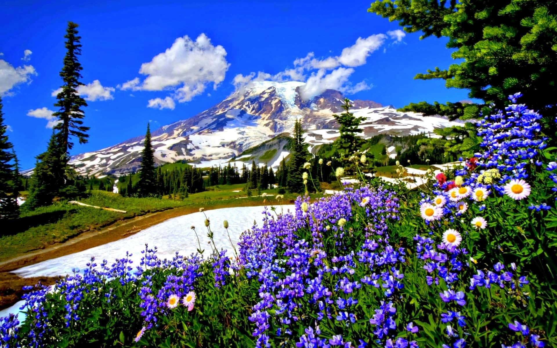 Spring Mountain 桌布 壁紙 — 鮮豔的紫色野花在前景盛開，白雪覆蓋的山峰和常綠樹在明亮的藍天下。