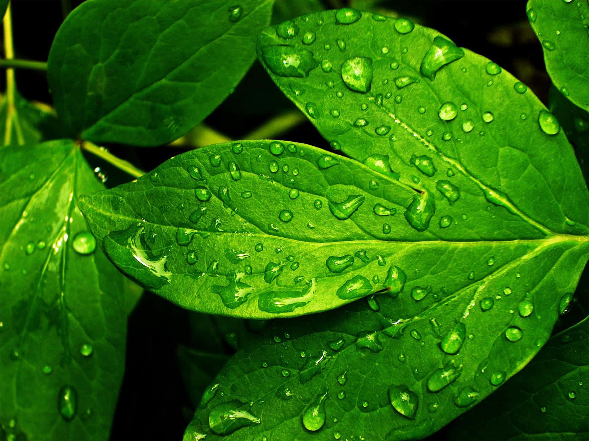 Refreshing 桌布 壁紙 — 鮮豔的綠葉在柔和光線下，於深色背景上閃爍著清澈的露珠。