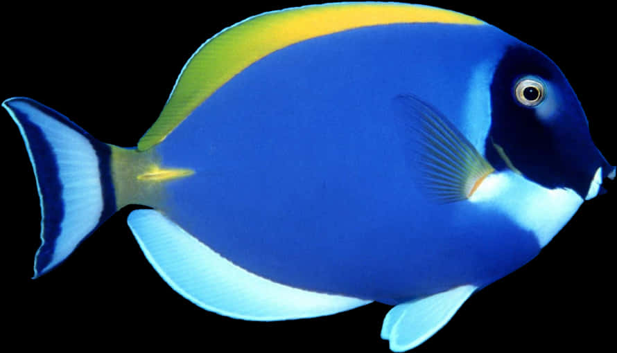 鮮豔的藍倒吊魚 壁紙
