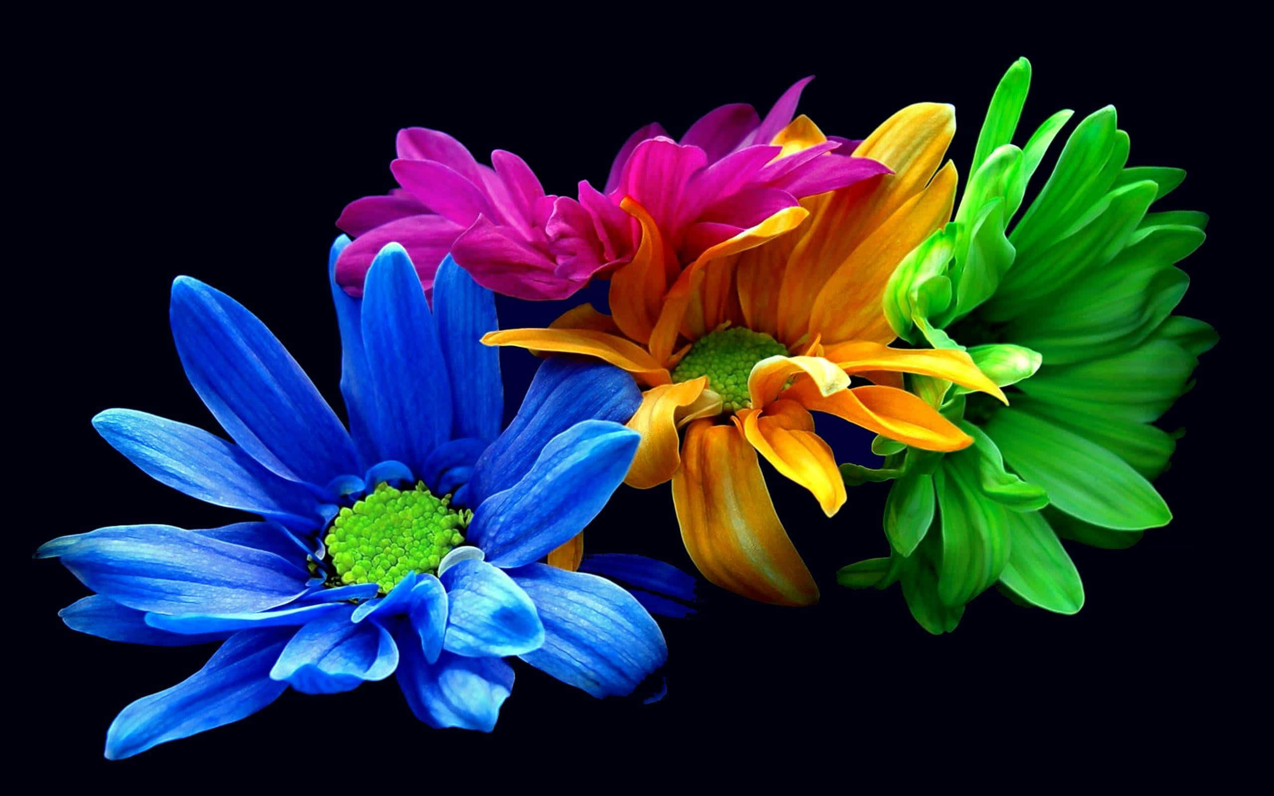Colorful Flowers 桌布 壁紙 — 鮮豔的藍色、粉紅色、橙色和綠色雛菊在純黑色背景下綻放，呈現生動的攝影細節。