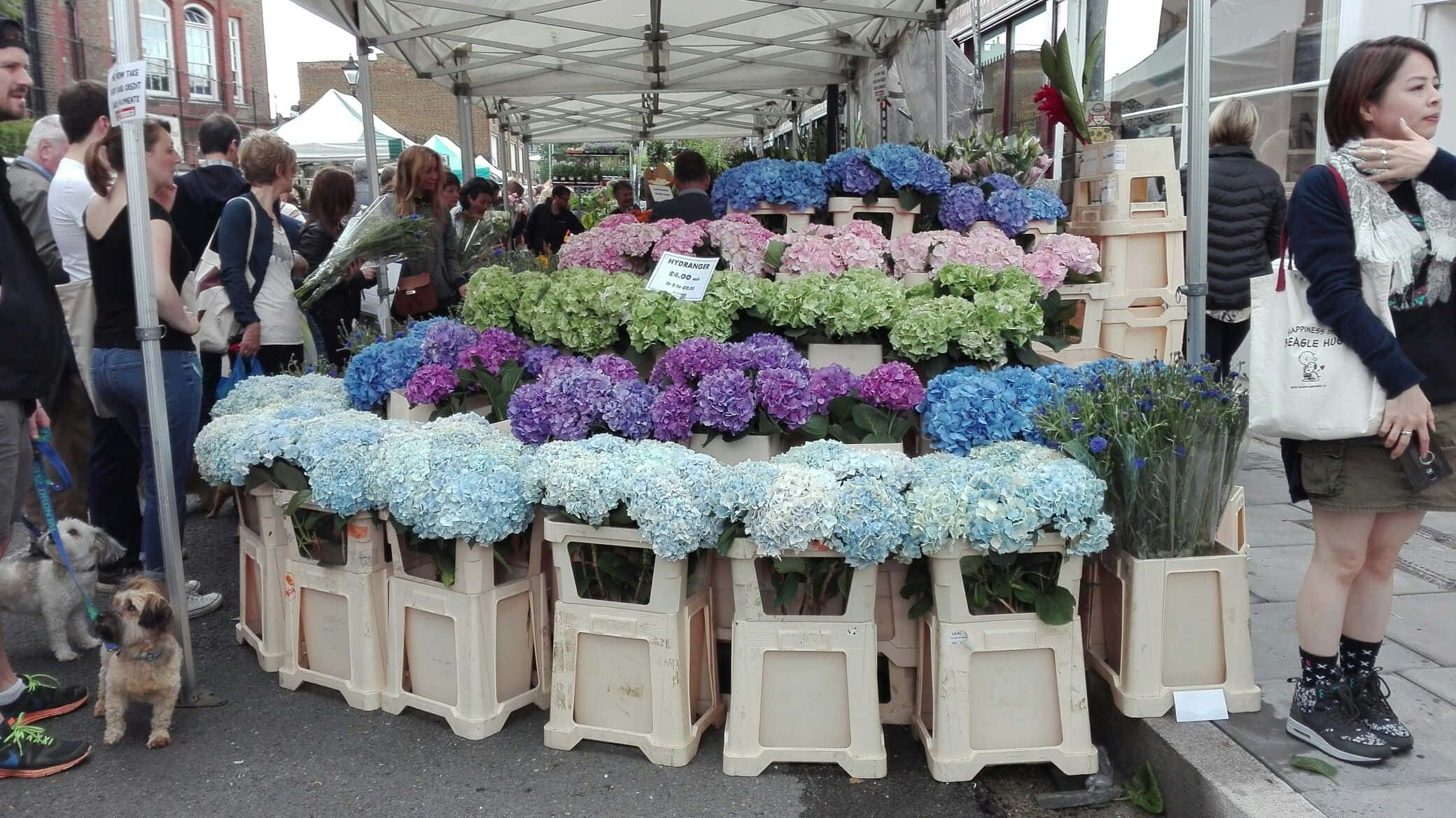 Flower Market 桌布 壁紙 — 鮮豔的藍色、紫色和綠色繡球花展示在白色木箱中，位於熙攘的戶外花卉市場，人們正在瀏覽。