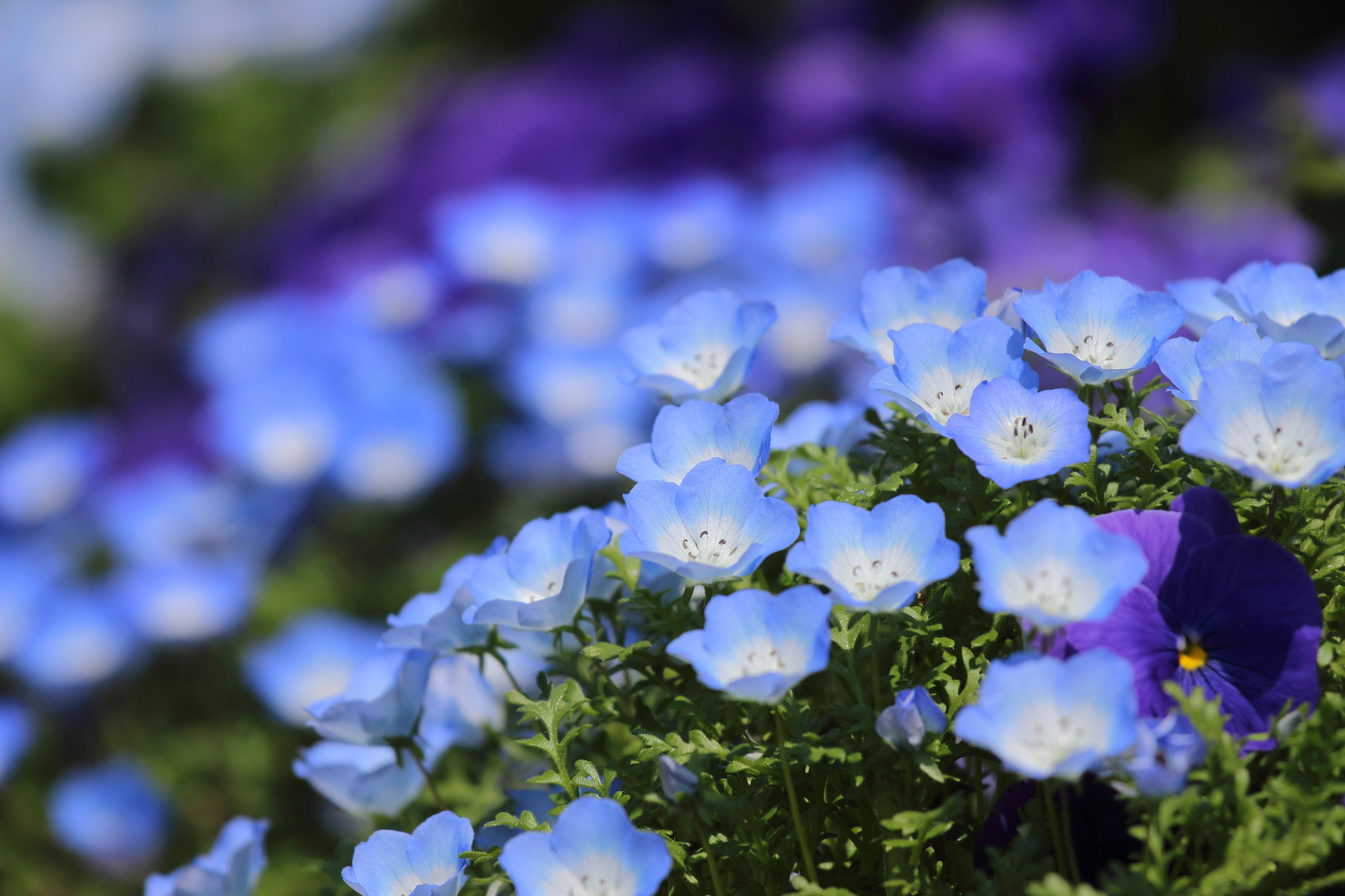Blue Flower 桌布 壁紙 — 鮮豔的藍色Nemophila花朵在柔和焦點中盛開，襯托著茂盛的綠色植物和紫色點綴，在明亮的日光下。