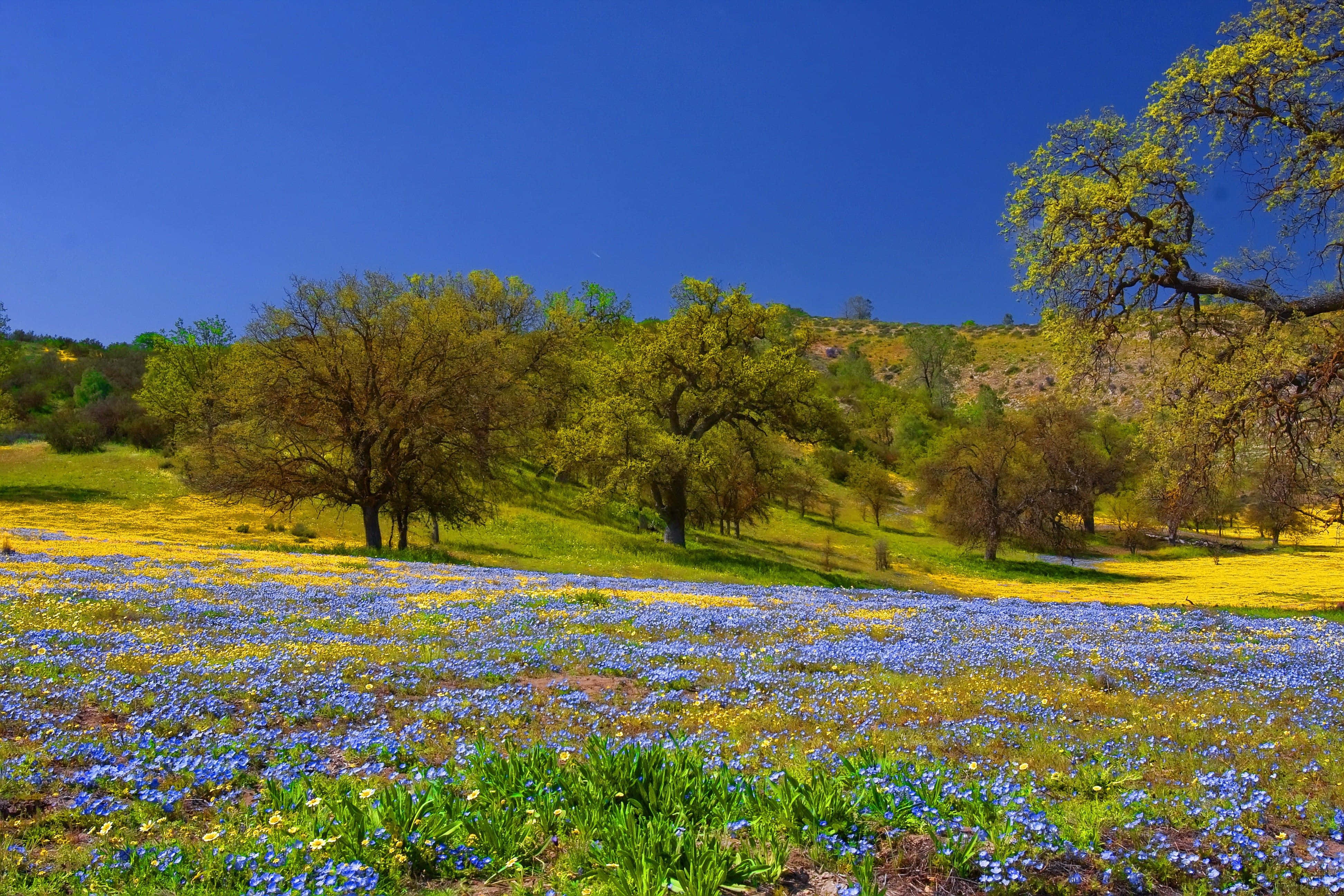 Spring Meadow 桌布 壁紙 — 鮮豔的藍色和黃色野花覆蓋著陽光明媚的山坡，點綴著多節的樹木，在清澈的藍天下。