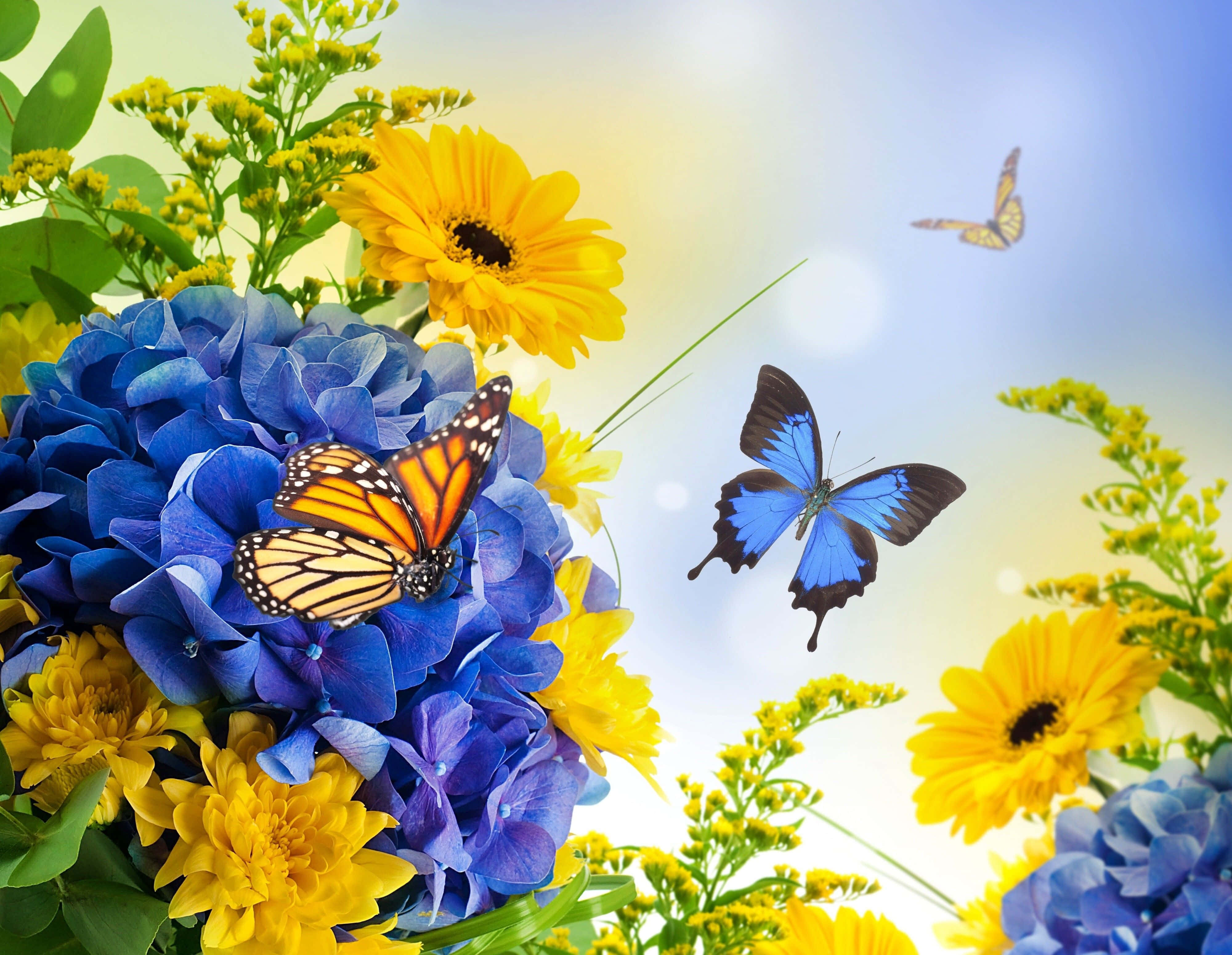 Spring Butterflies 桌布 壁紙 — 鮮豔的藍色繡球花和黃色雛菊在明亮的陽光下盛開，帝王斑蝶和藍色蝴蝶優雅地飛舞。