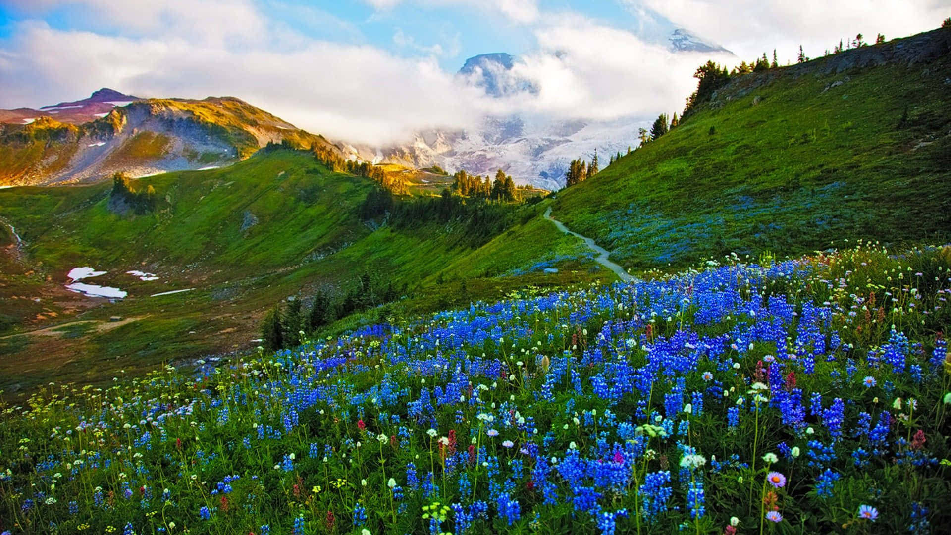 Spring Landscape 桌布 壁紙 — 鮮豔的藍色野花覆蓋著陽光明媚的山間草地，白雪覆蓋的山峰在霧雲後升起。