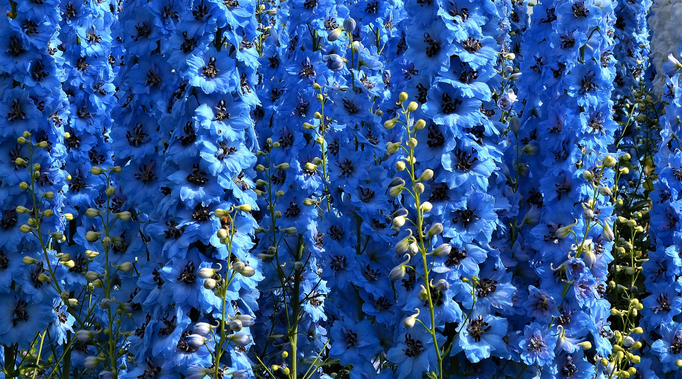 花卉動畫 桌布 壁紙 — 鮮豔的藍色飛燕草花在陽光普照的花園中密集盛開，帶有綠色莖幹和未開放的花蕾。
