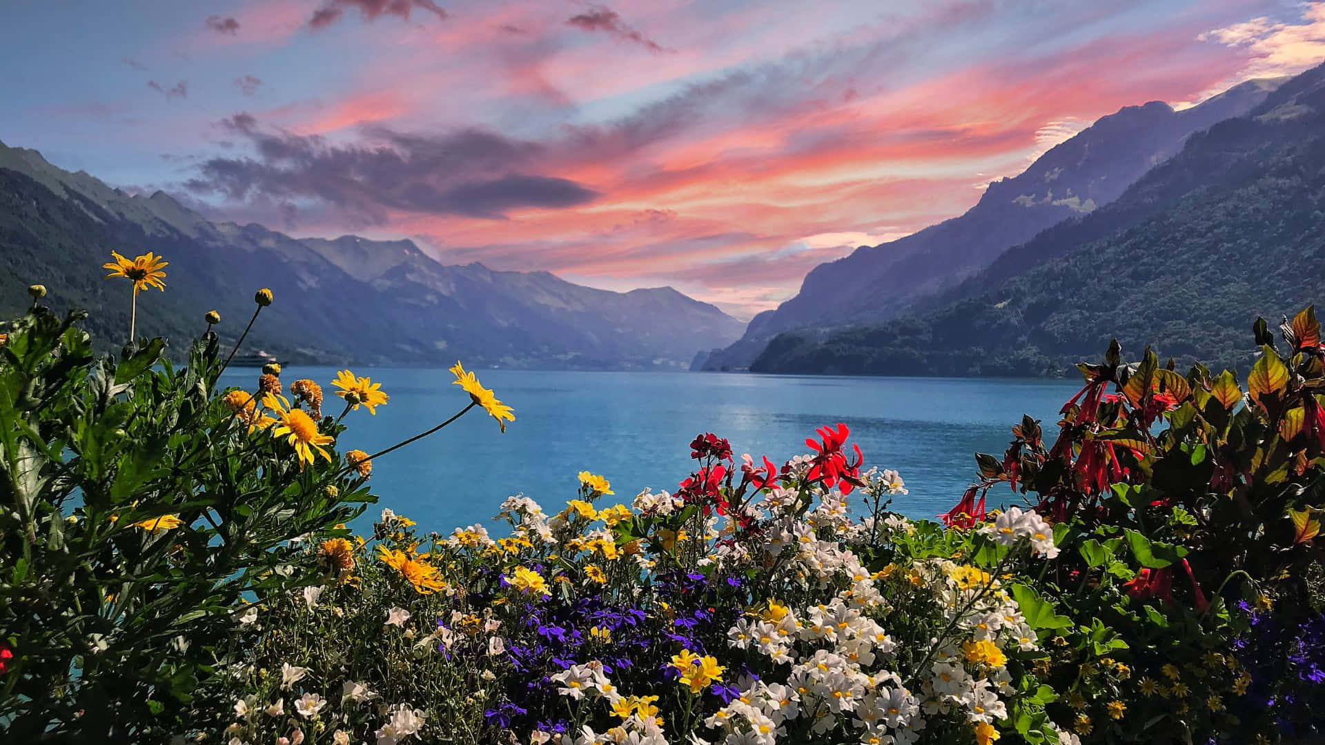Switzerland 桌布 壁紙 — 鮮豔的野花在前景盛開，映襯著寧靜的湖泊和山脈，天空燃燒著夕陽。