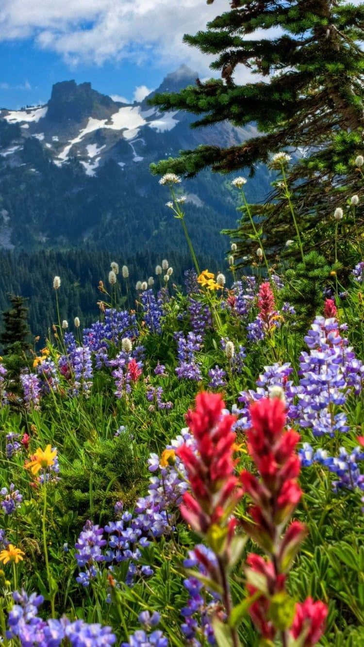 Wild Flower In Meadows 桌布 壁紙 — 鮮豔的野花在前景盛開，白雪覆蓋的山脈和常青樹在明亮的藍天下。