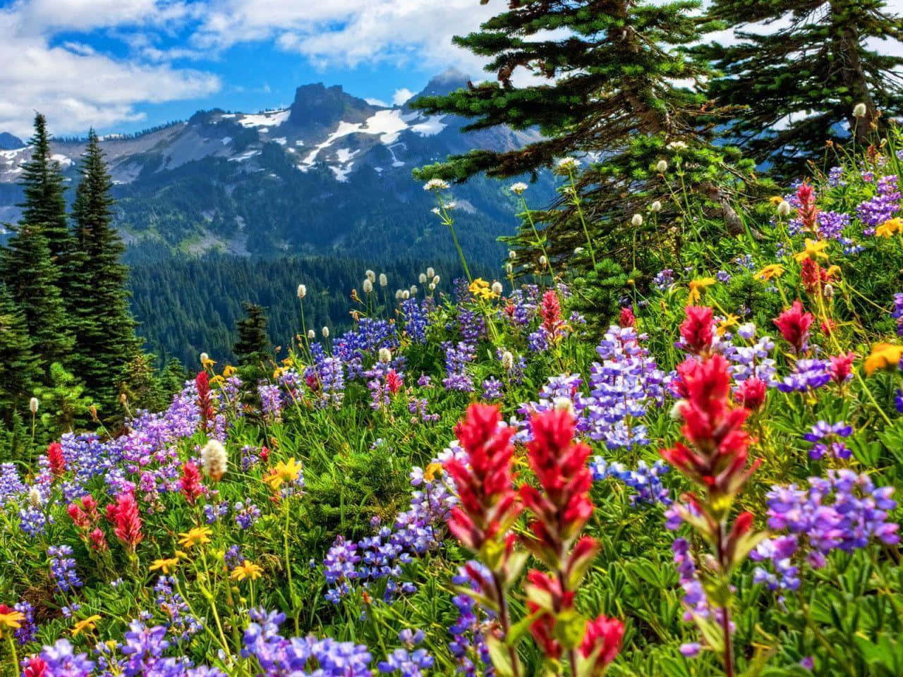  壁紙 — 鮮豔的野花在前景盛開，背景是白雪覆蓋的山脈和常綠樹木，在明亮的藍天下。