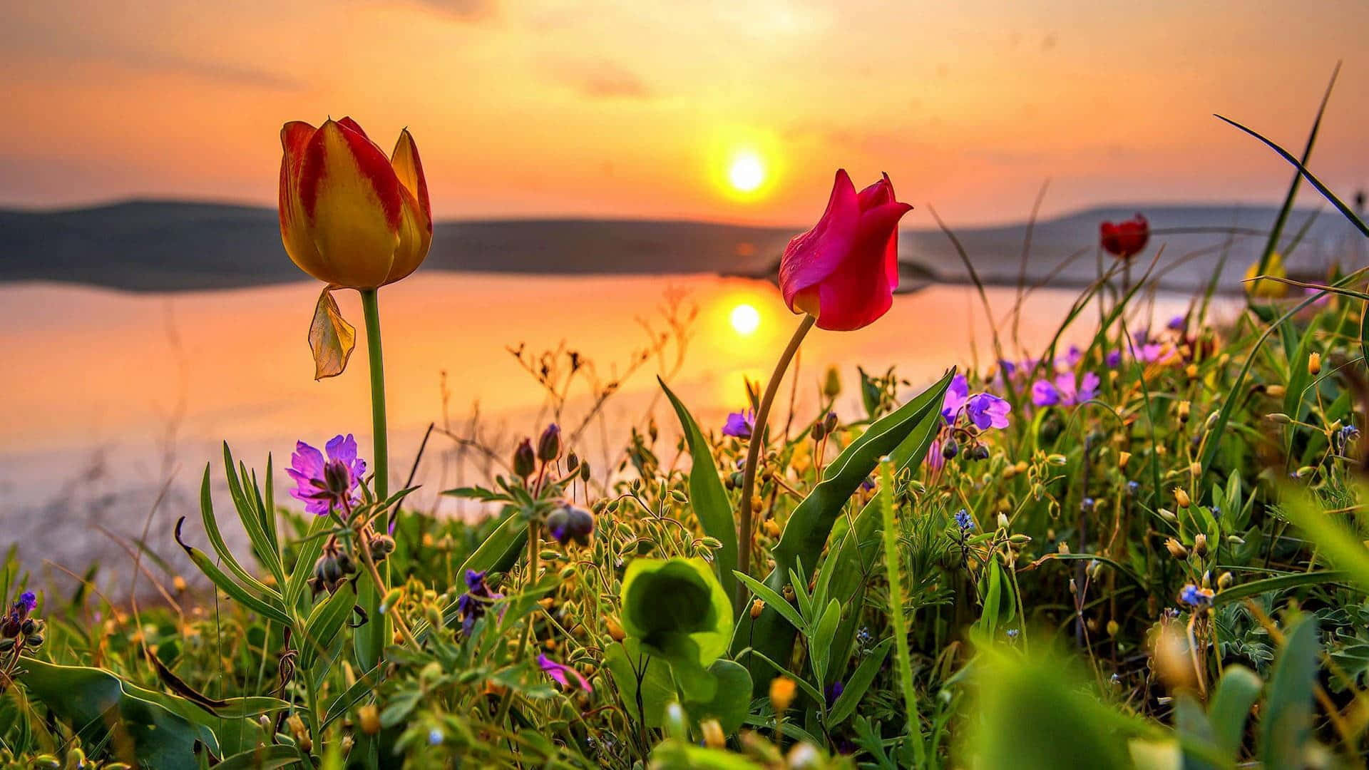 Spring Sunset 桌布 壁紙 — 鮮豔的鬱金香和野花在前景盛開，金色的夕陽在平靜的水面和遠山之上落下。