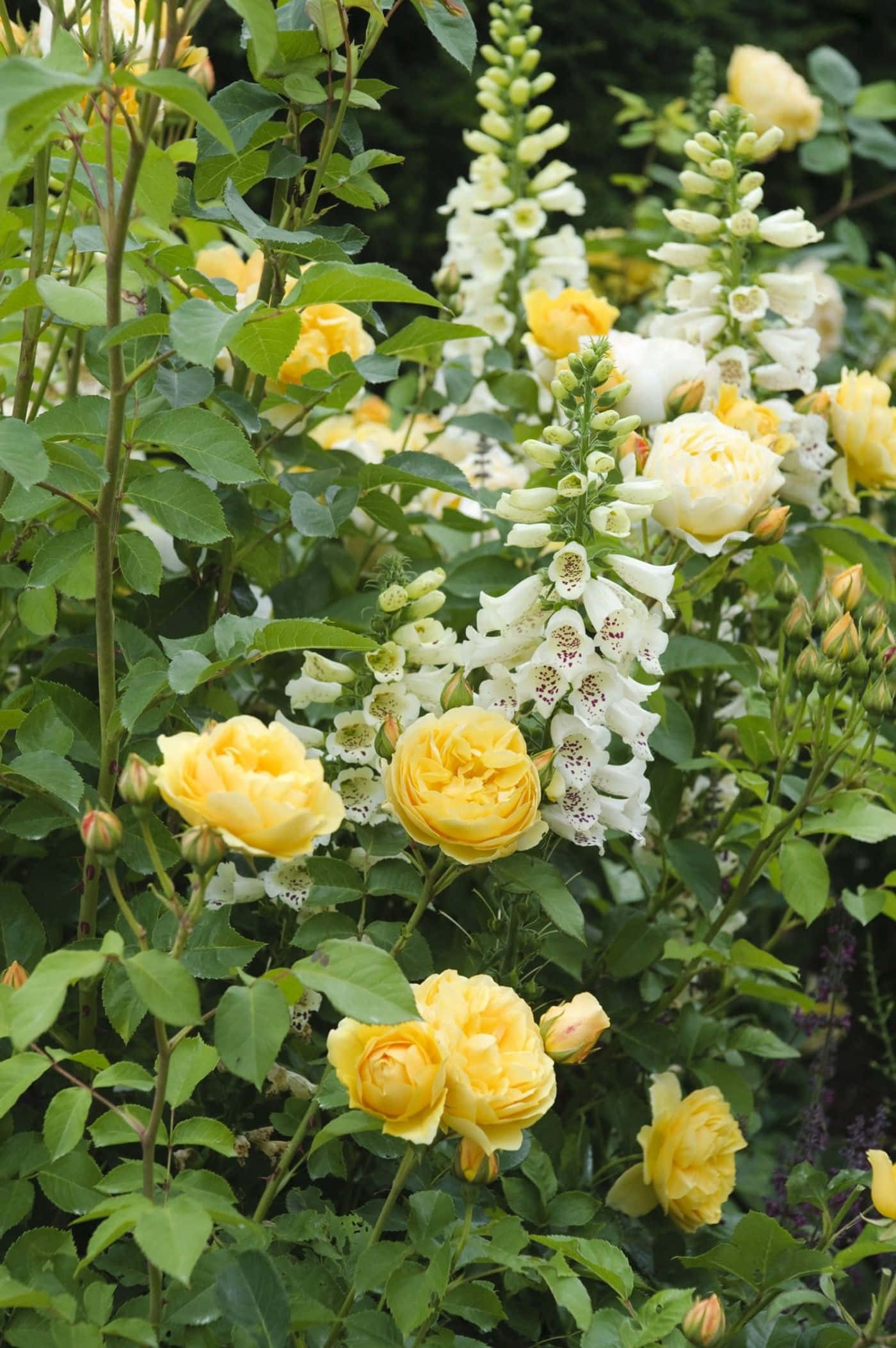 English Rose Garden 桌布 壁紙 — 鮮豔的黃玫瑰和白色毛地黃在陽光普照的花園場景中，於茂密的綠葉間盛開。