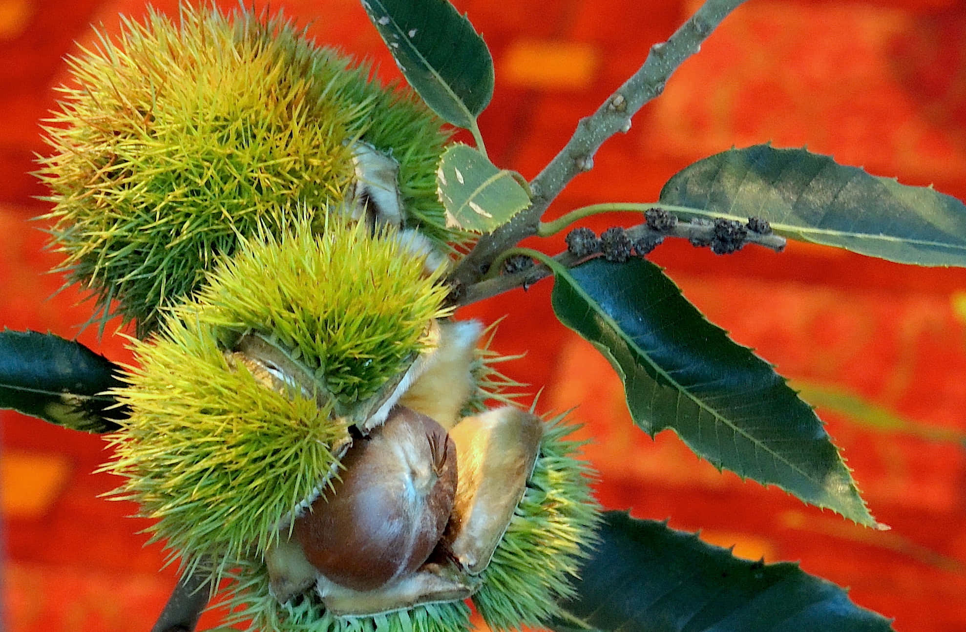 Chestnut 桌布 壁紙 — 鮮豔的黃綠色帶刺栗子殼在樹枝上爆開，樹枝上有光澤的葉子，背景是火熱的橙色。