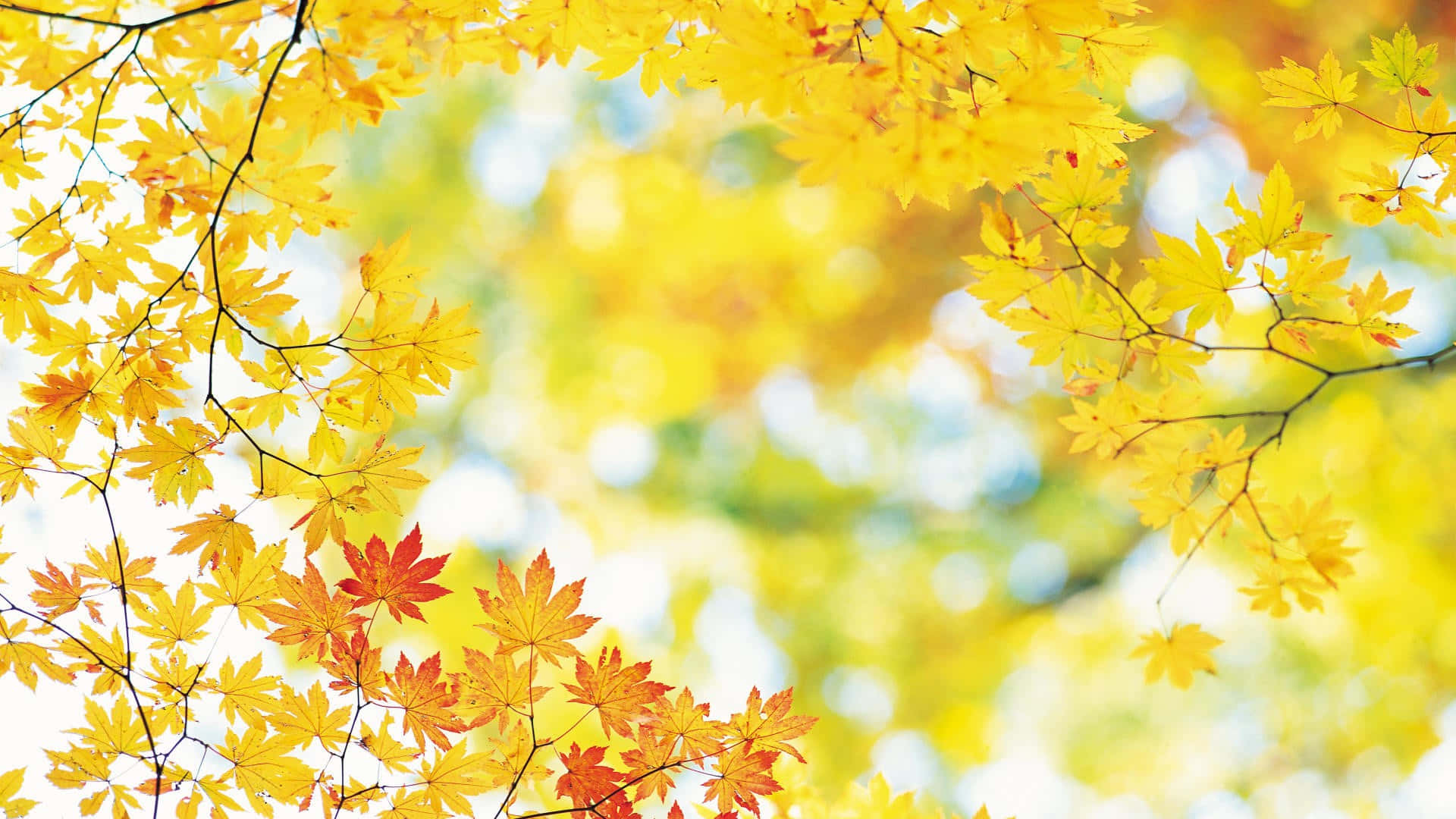 Yellow Leaves 桌布 壁紙 — 鮮豔的黃色和橙色楓葉框住明亮的天空，帶有柔和散景，呈現清晰的秋日場景。
