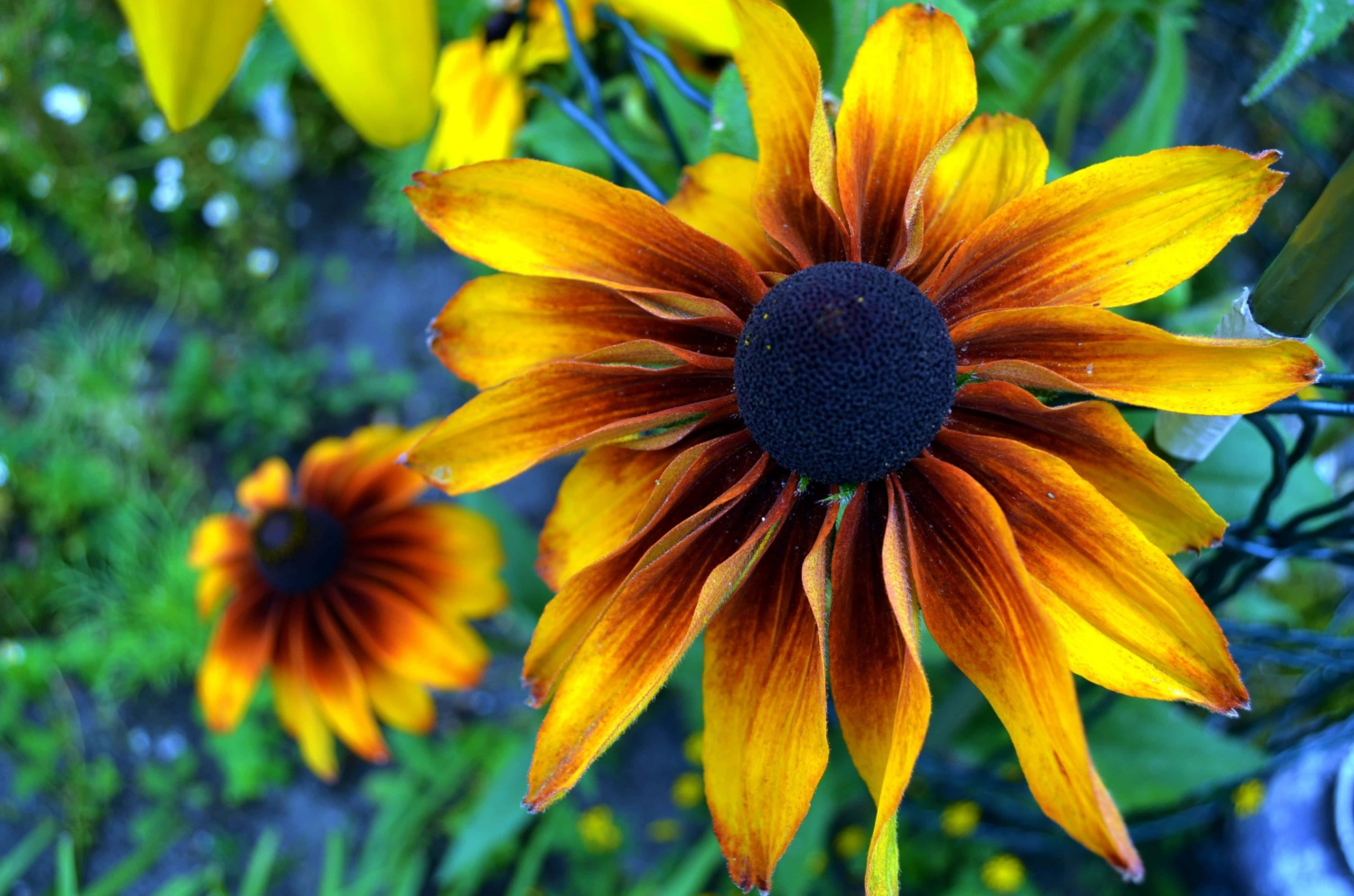 Yellow Coneflower 桌布 壁紙 — 鮮豔的黃色和橙色黑眼蘇珊花，深色中心在茂密的綠葉中綻放。