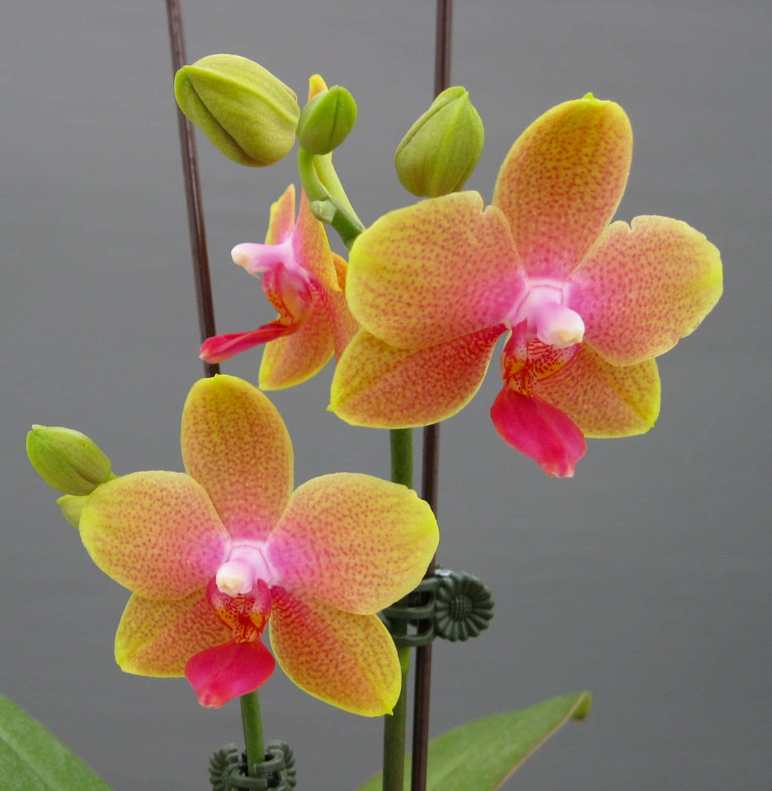 Orchid 桌布 壁紙 — 鮮豔的黃色和粉紅色蘭花，帶有斑點花瓣，在柔和的灰色背景下優雅綻放。