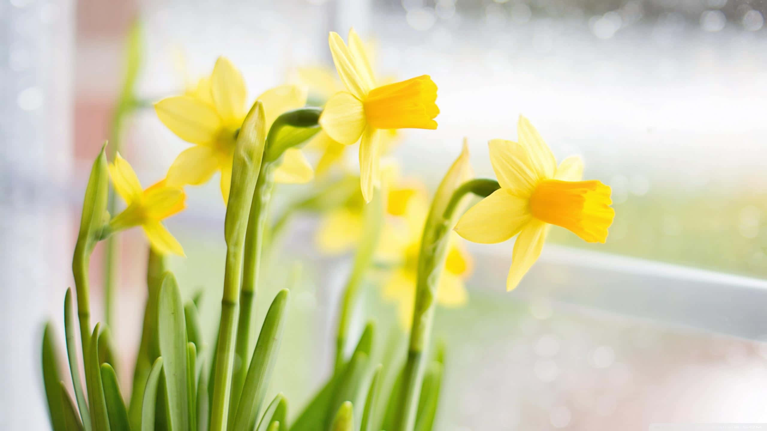Yellow Daffodils 桌布 壁紙 — 鮮豔的黃色水仙花在柔和的模糊窗戶背景下綻放，帶有綠色莖幹。