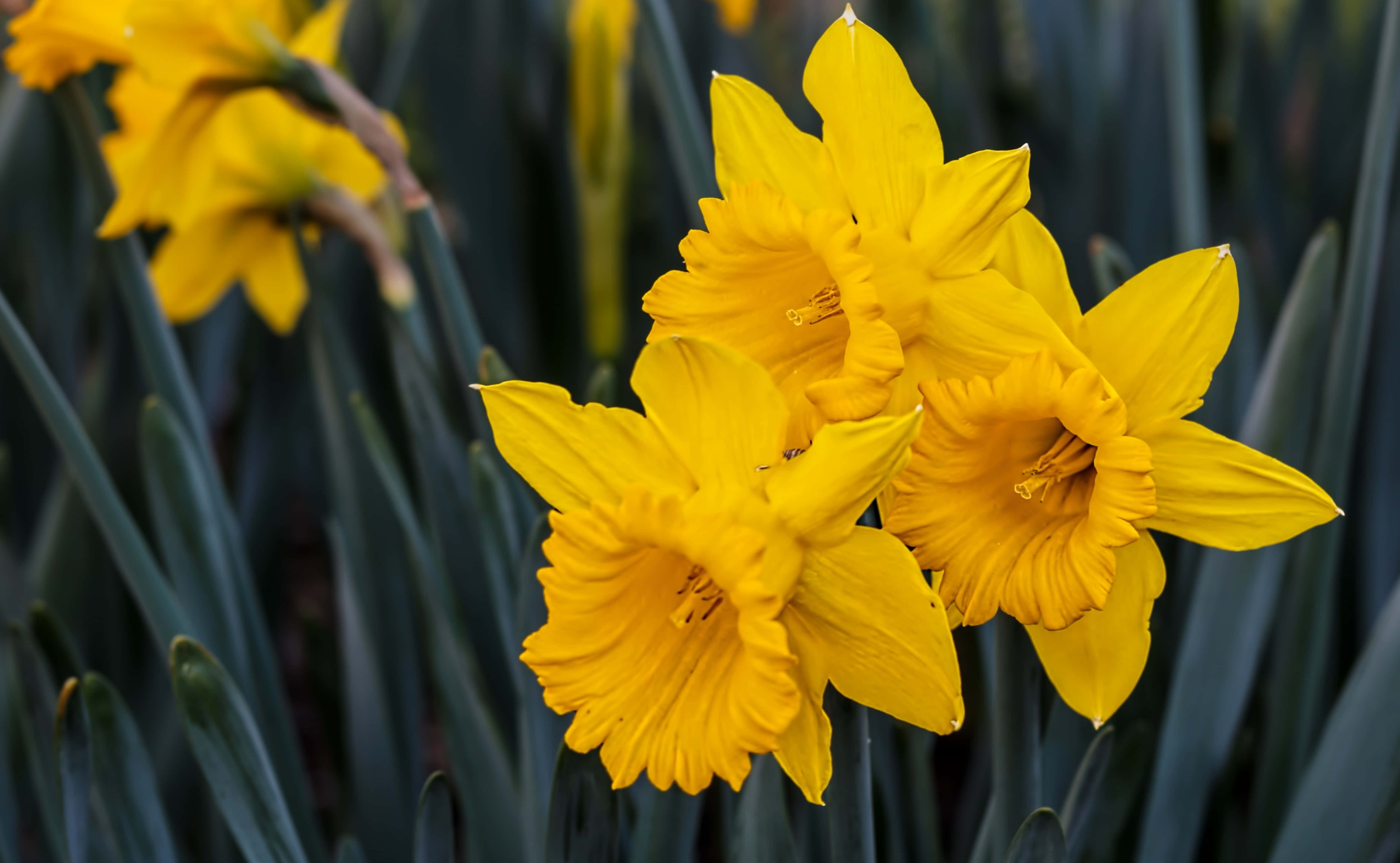 Yellow Daffodils 桌布 壁紙 — 鮮豔的黃色水仙花在深綠色莖的柔和模糊背景下清晰綻放。
