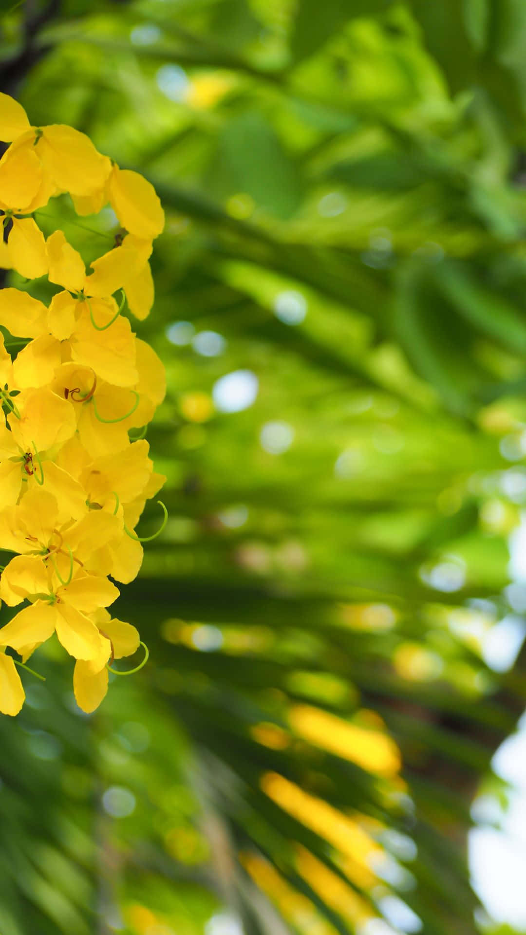 Vishu 桌布 壁紙 — 鮮豔的黃色花朵在明亮的陽光下，在茂密模糊的綠色樹葉背景中層疊而下。