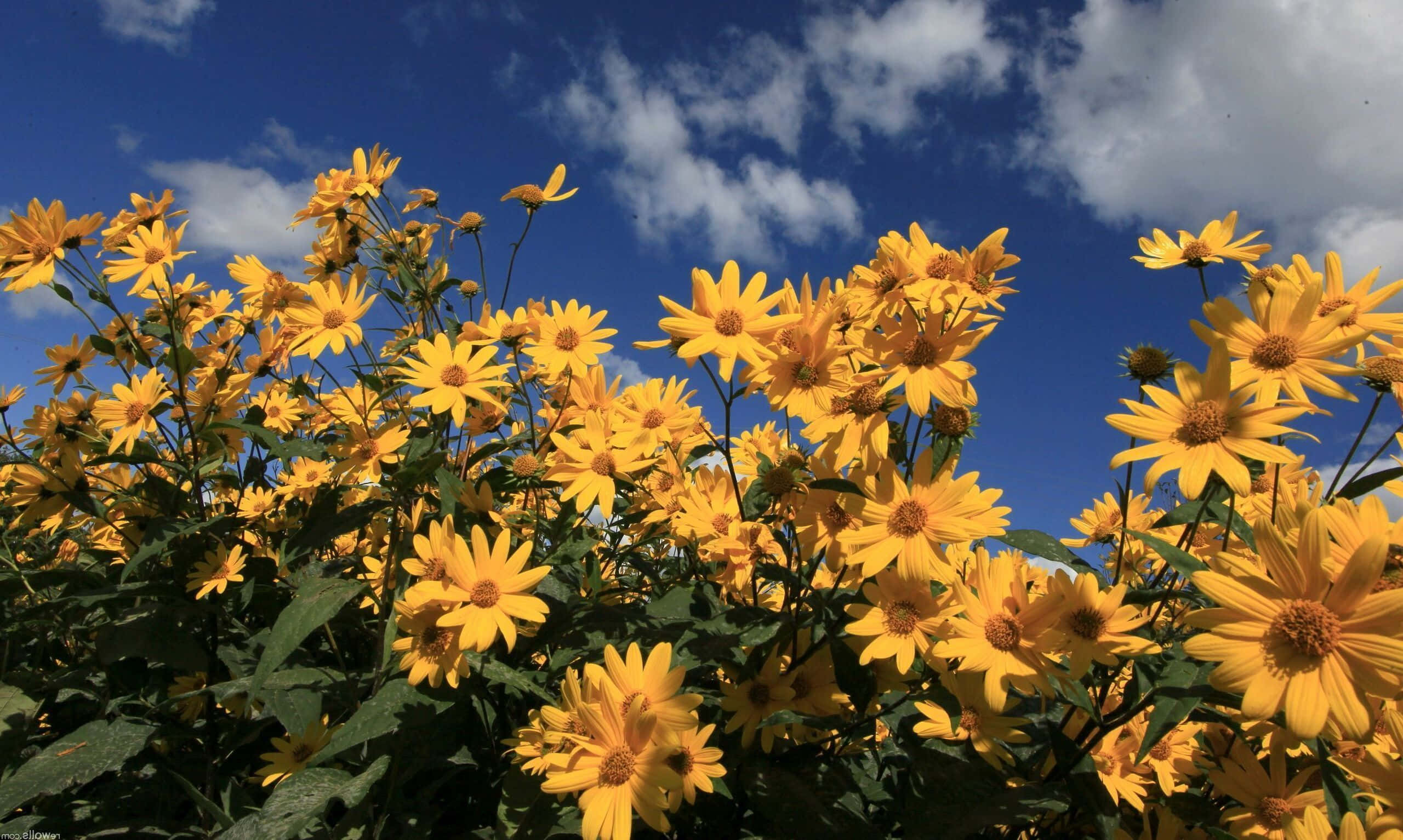 Yellow Daisy 桌布 壁紙 — 鮮豔的黃色花朵密集盛開，映襯著帶有零星白雲的明亮藍天。