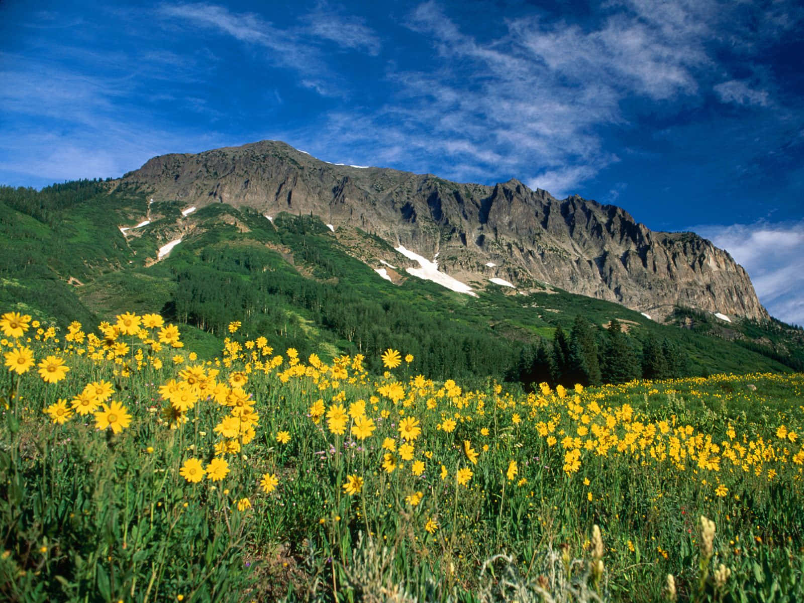 Colorado 桌布 壁紙 — 鮮豔的黃色野花在陽光明媚的草地上盛開，位於崎嶇積雪的山腳下，天空湛藍。