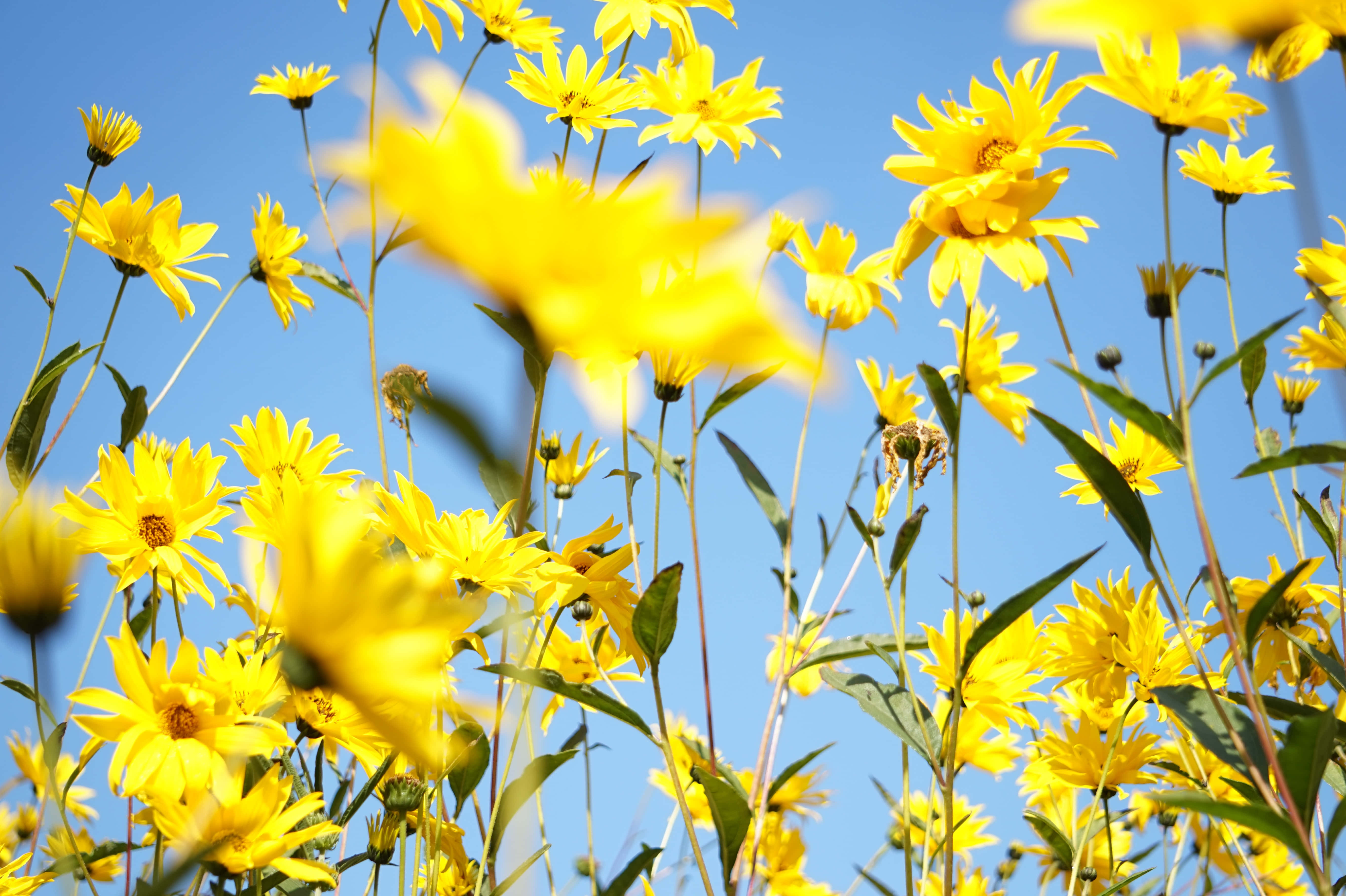 Yellow Daisy 桌布 壁紙 — 鮮豔的黃色野花在陽光明媚的草地上，在清澈的藍天下搖曳。