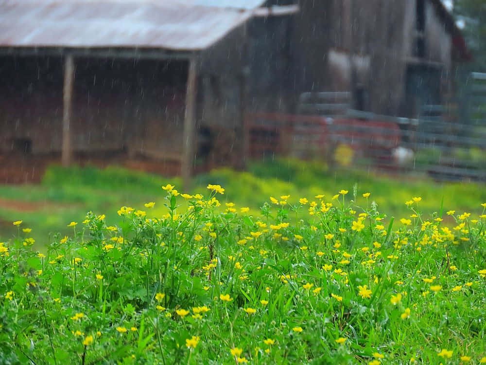 Spring Showers 桌布 壁紙 — 鮮豔的黃色野花在雨濕的田野中盛開，背景是柔焦的質樸穀倉。