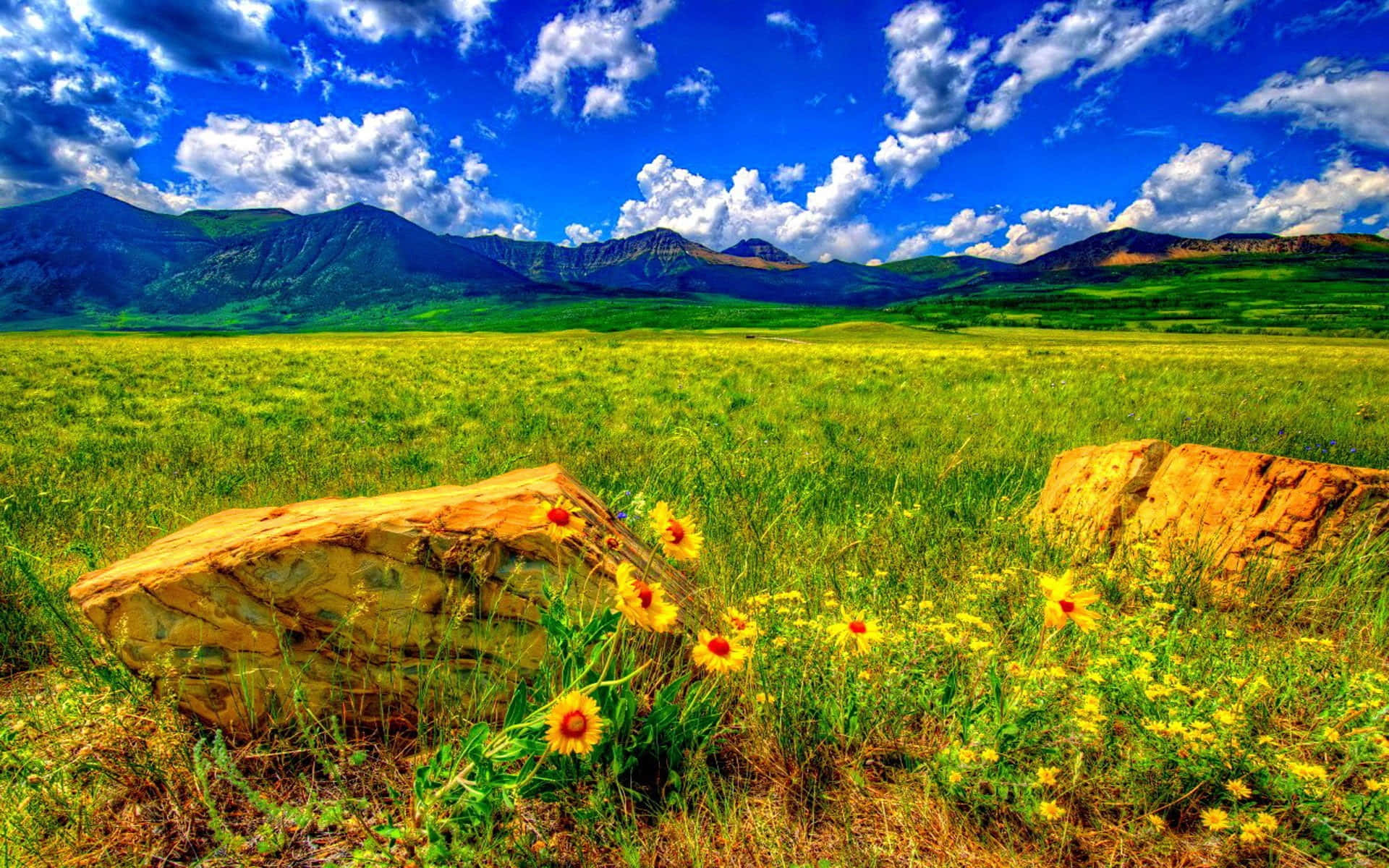 Wild Flower In Meadows 桌布 壁紙 — 鮮豔的黃色野花在風化的岩石周圍盛開，陽光普照的綠色草地上，遠處有山脈，藍天白雲，景色壯麗。