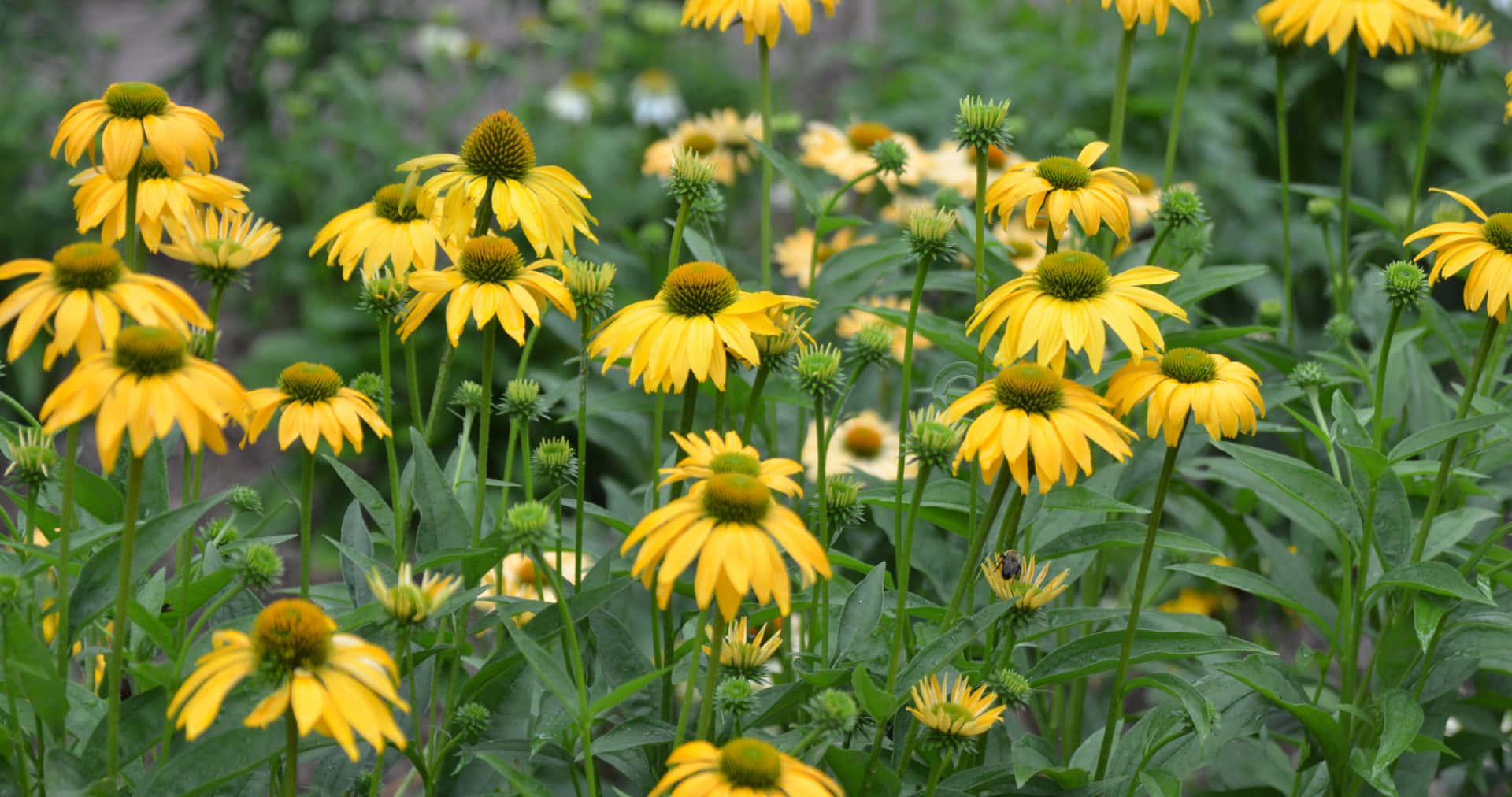 Yellow Coneflower 桌布 壁紙 — 鮮豔的黃色金光菊在柔和的自然光下，於茂密的綠葉中盛開。