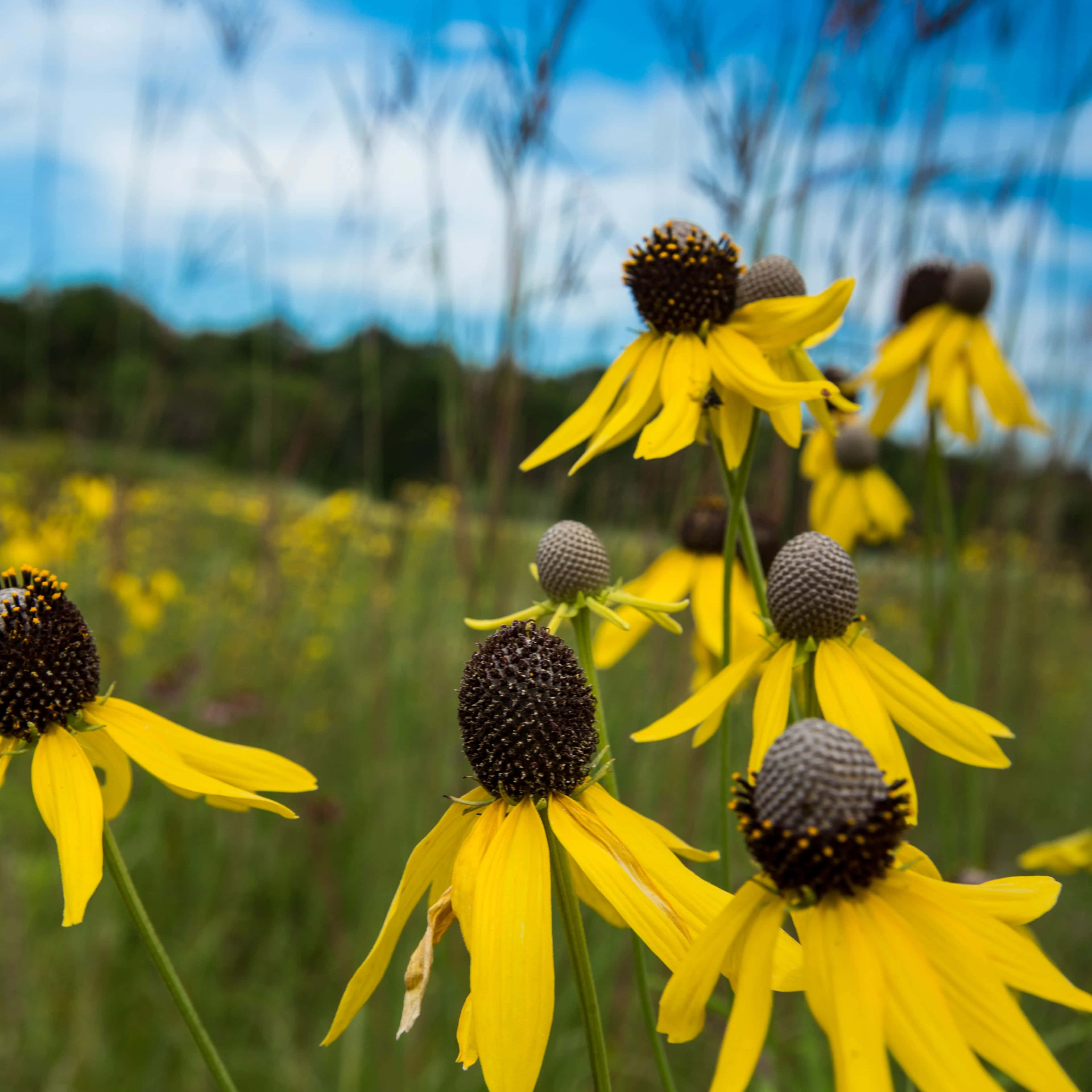 Yellow Coneflower 桌布 壁紙 — 鮮豔的黃色金光菊在陽光明媚的草地上盛開，背景是柔和的藍天和模糊的綠植。
