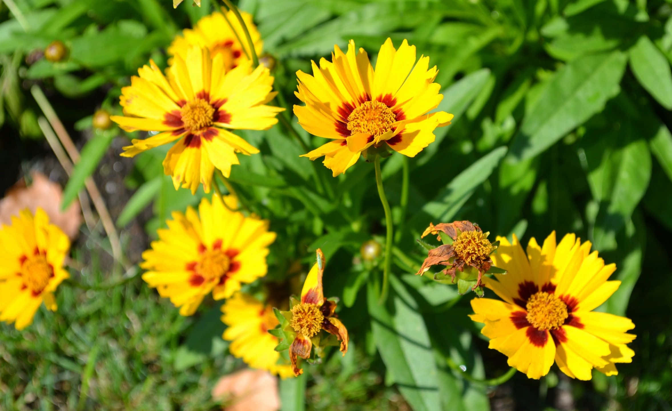 Yellow Summer 桌布 壁紙 — 鮮豔的黃色金雞菊花朵，帶有紅色中心，在陽光下對著茂密的綠葉明亮綻放。