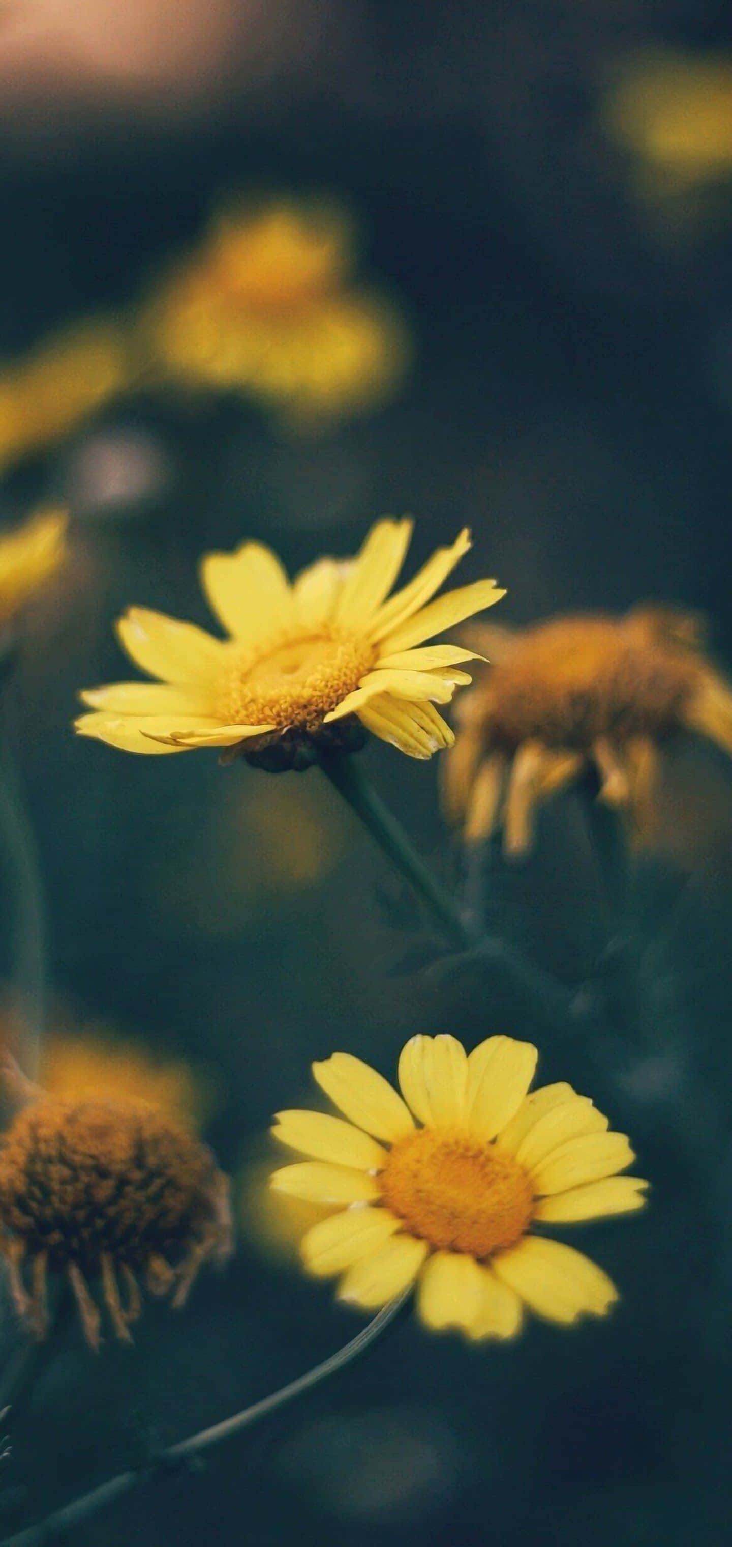 Yellow Daisy 桌布 壁紙 — 鮮豔的黃色雛菊在模糊的深綠色背景下以淺景深柔和綻放。