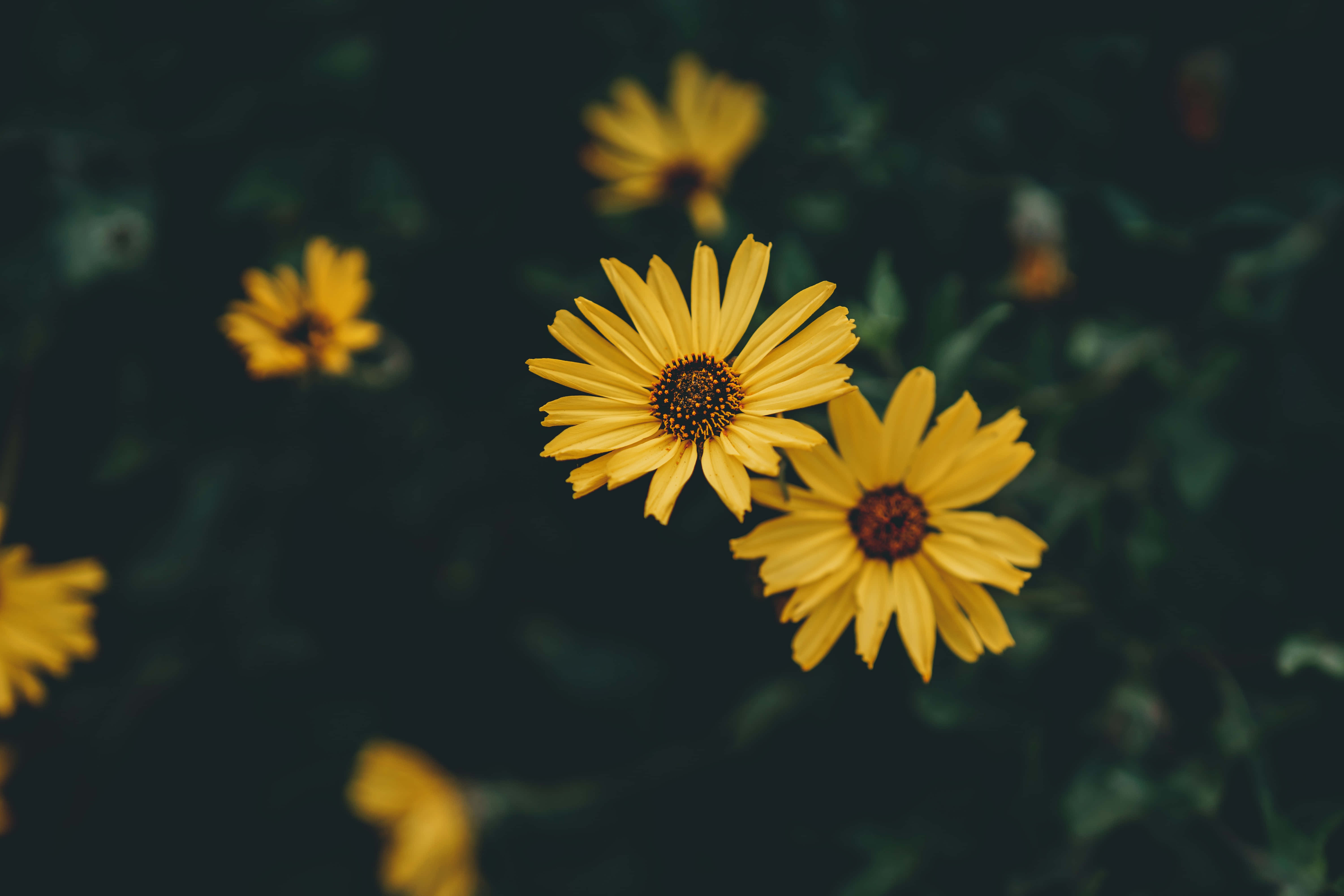 Yellow Daisy 桌布 壁紙 — 鮮豔的黃色雛菊在黑暗模糊的綠色背景下以淺景深柔和綻放。
