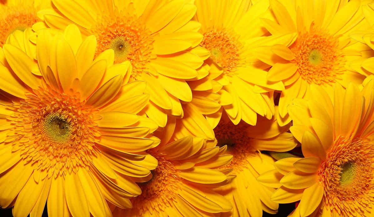 Orange And Yellow 桌布 壁紙 — 鮮豔的黃色非洲菊雛菊填滿畫面，層層疊疊的花瓣和紋理中心襯托著深色背景。
