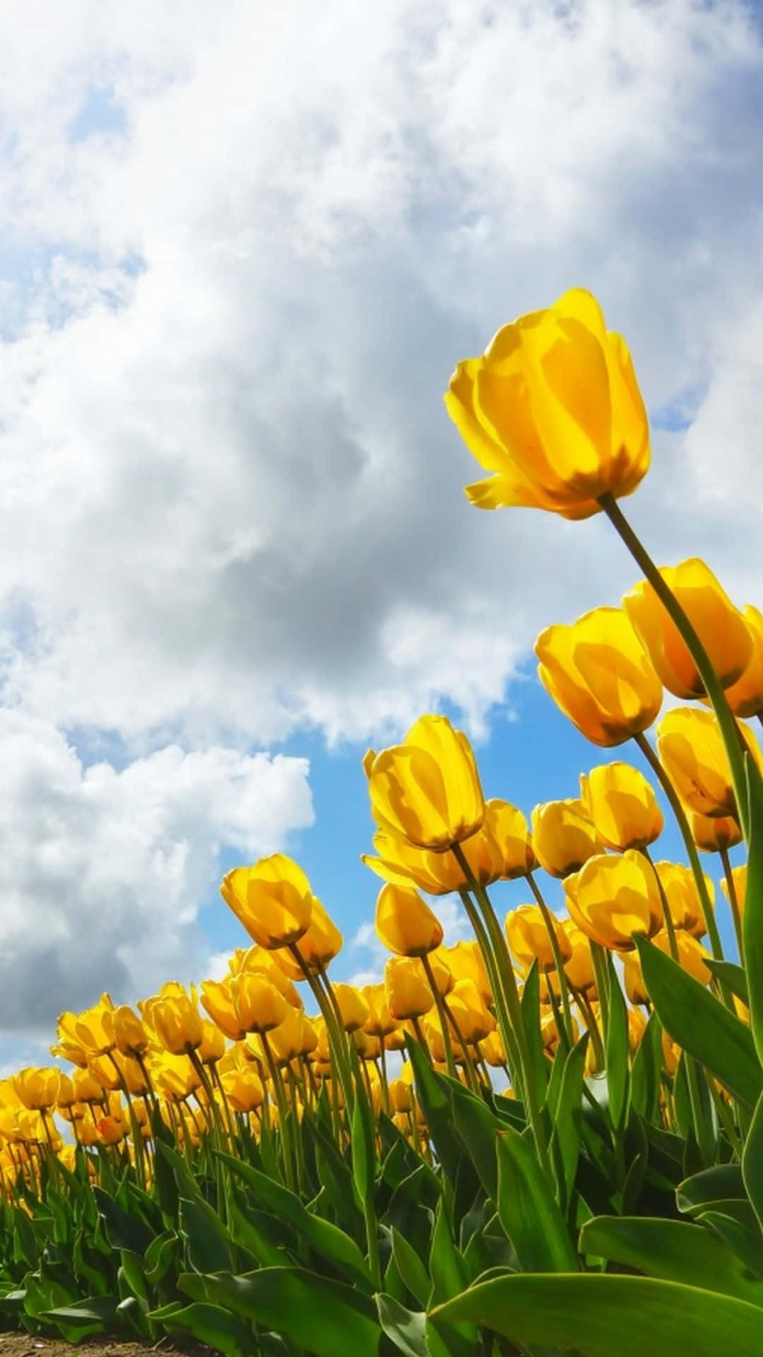 Spring Weather 桌布 壁紙 — 鮮豔的黃色鬱金香向著點綴著蓬鬆白雲的明亮藍天伸展。