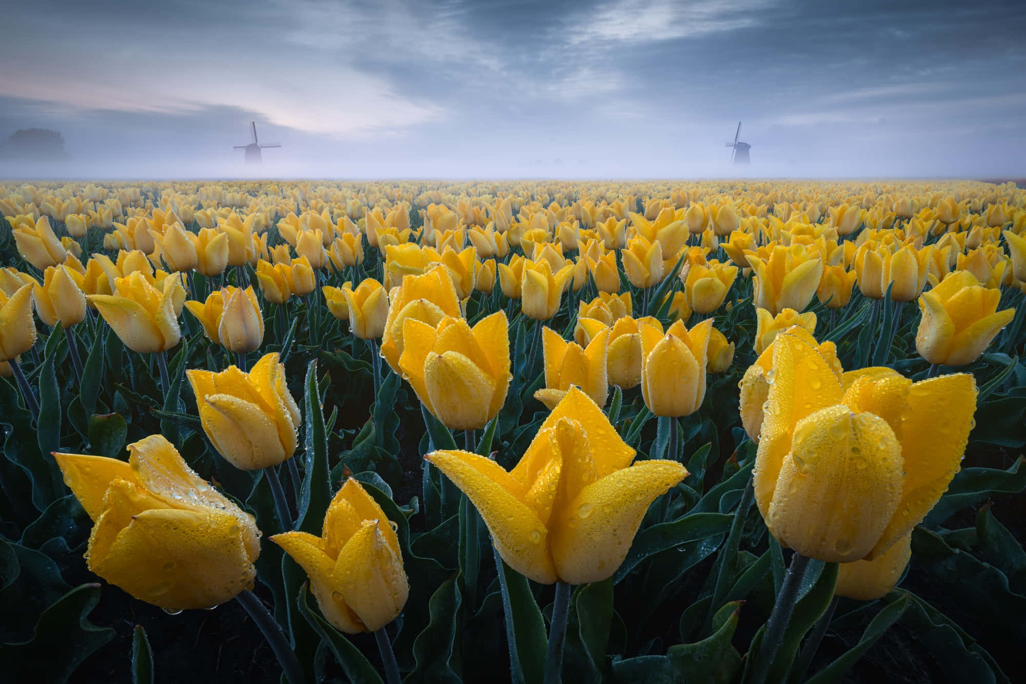 Yellow Tulips 桌布 壁紙 — 鮮豔的黃色鬱金香在廣闊的田野中閃爍著露珠，天空陰沉沉的暮色中，遠處的風車籠罩在薄霧中。
