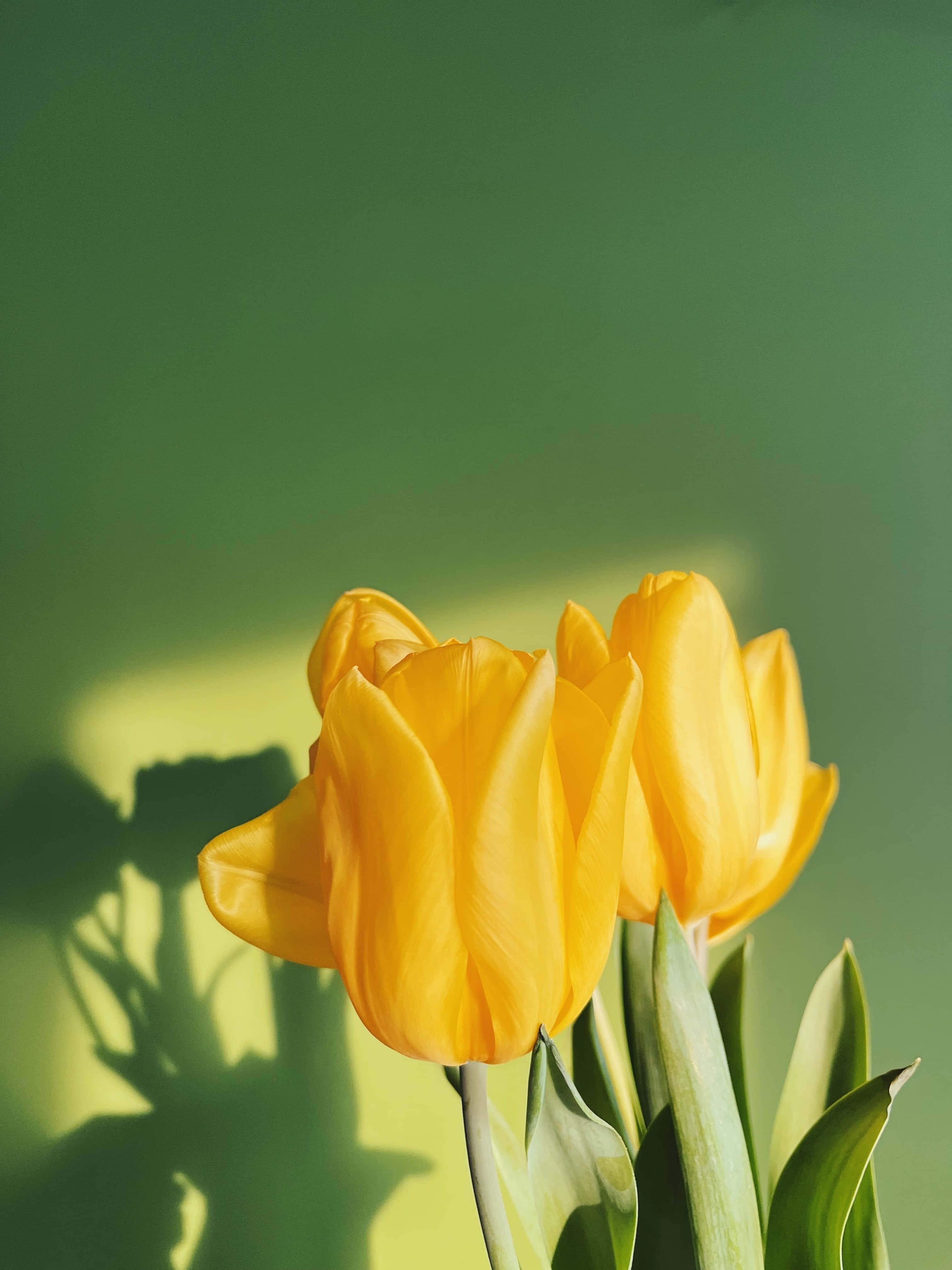 Yellow Tulips 桌布 壁紙 — 鮮豔的黃色鬱金香在柔和的綠色背景下盛開，斑駁的陽光投下細膩的陰影。