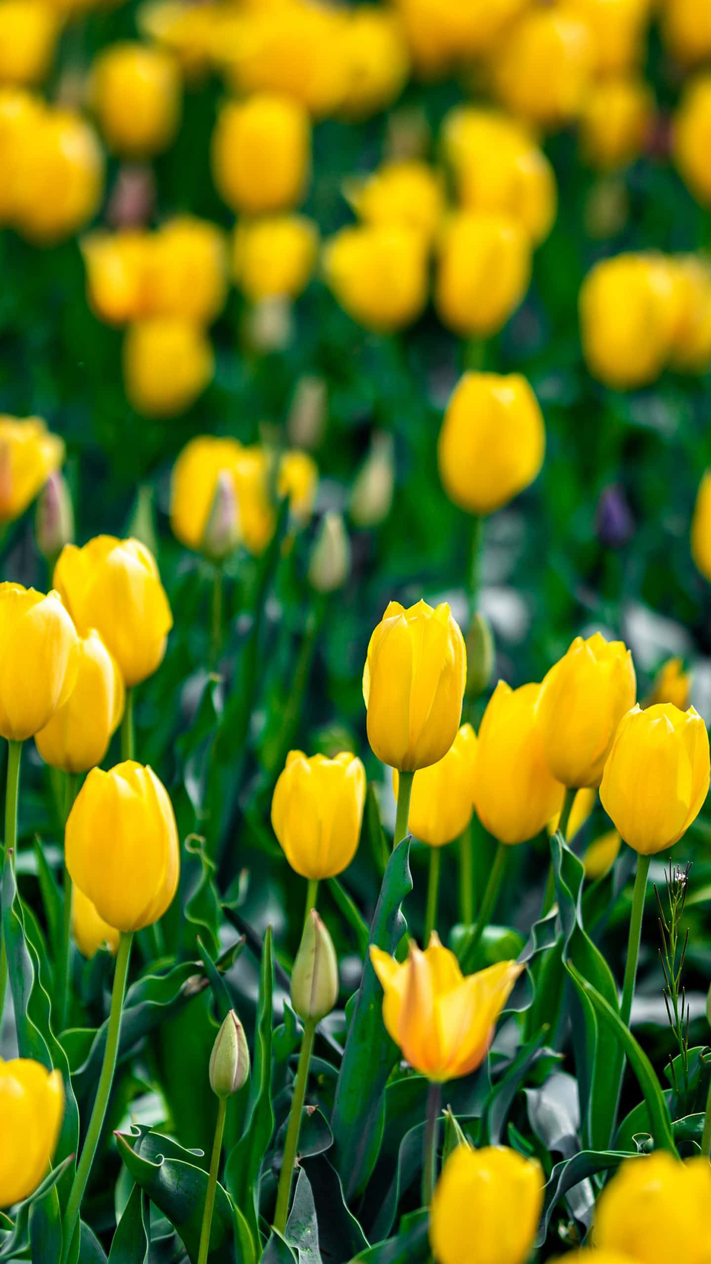 Yellow Tulips 桌布 壁紙 — 鮮豔的黃色鬱金香在茂盛的綠色田野中盛開，背景柔和散景。