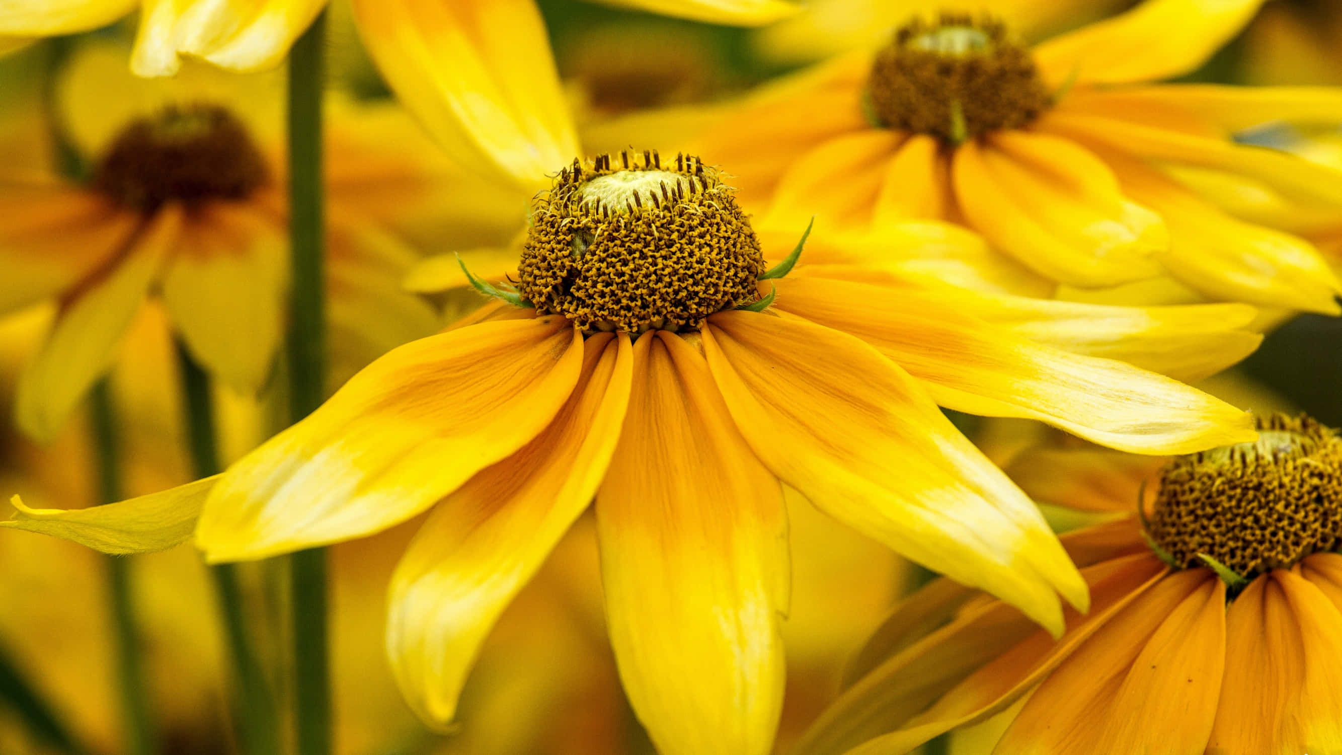 Black Eyed Susan 桌布 壁紙 — 鮮豔的黃色黑眼蘇珊在柔和焦點中盛開，帶有豐富的金色花瓣和深棕色中心。