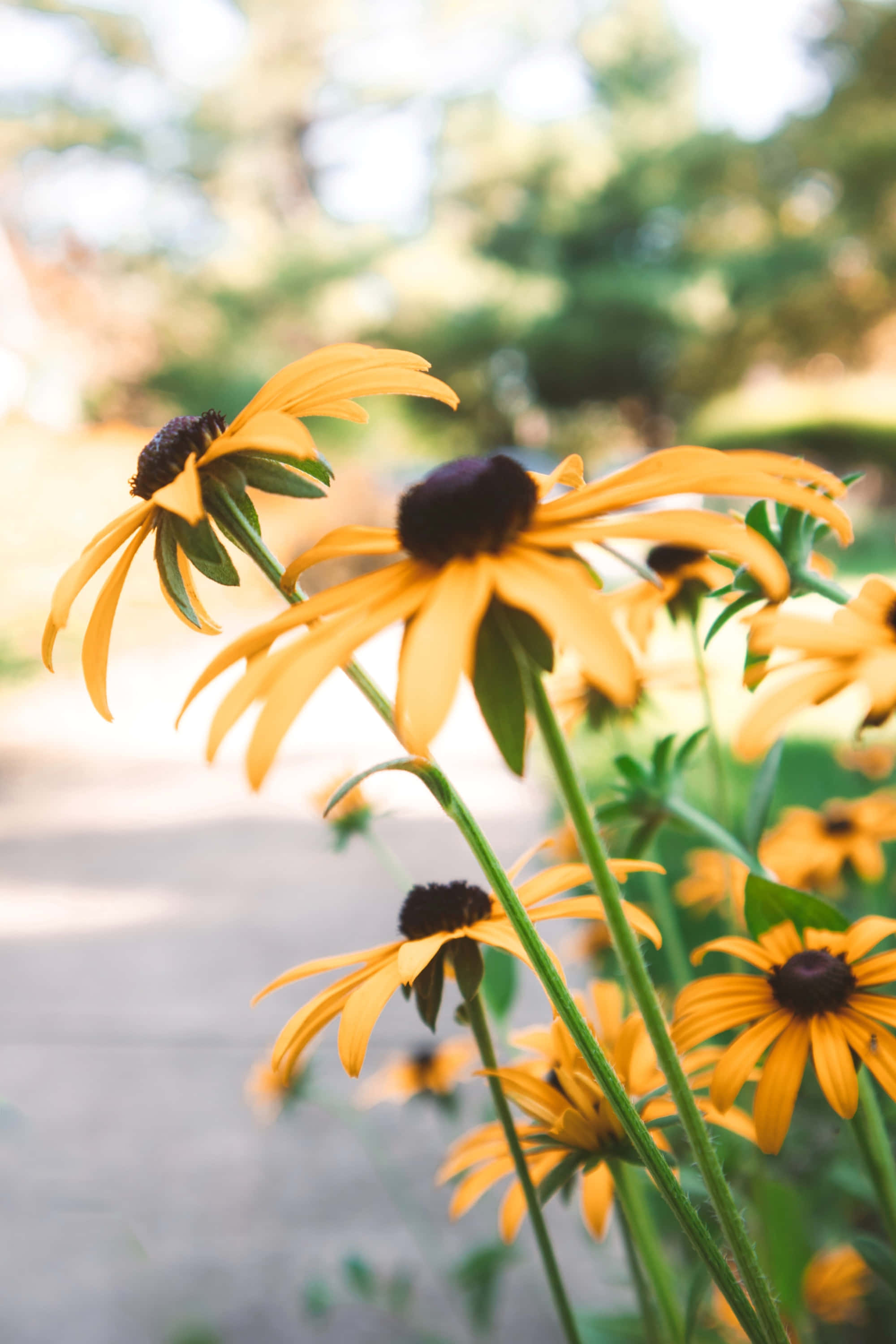 Black Eyed Susan 桌布 壁紙 — 鮮豔的黃色黑眼蘇珊在柔和陽光下盛開，背後是模糊的花園小徑。