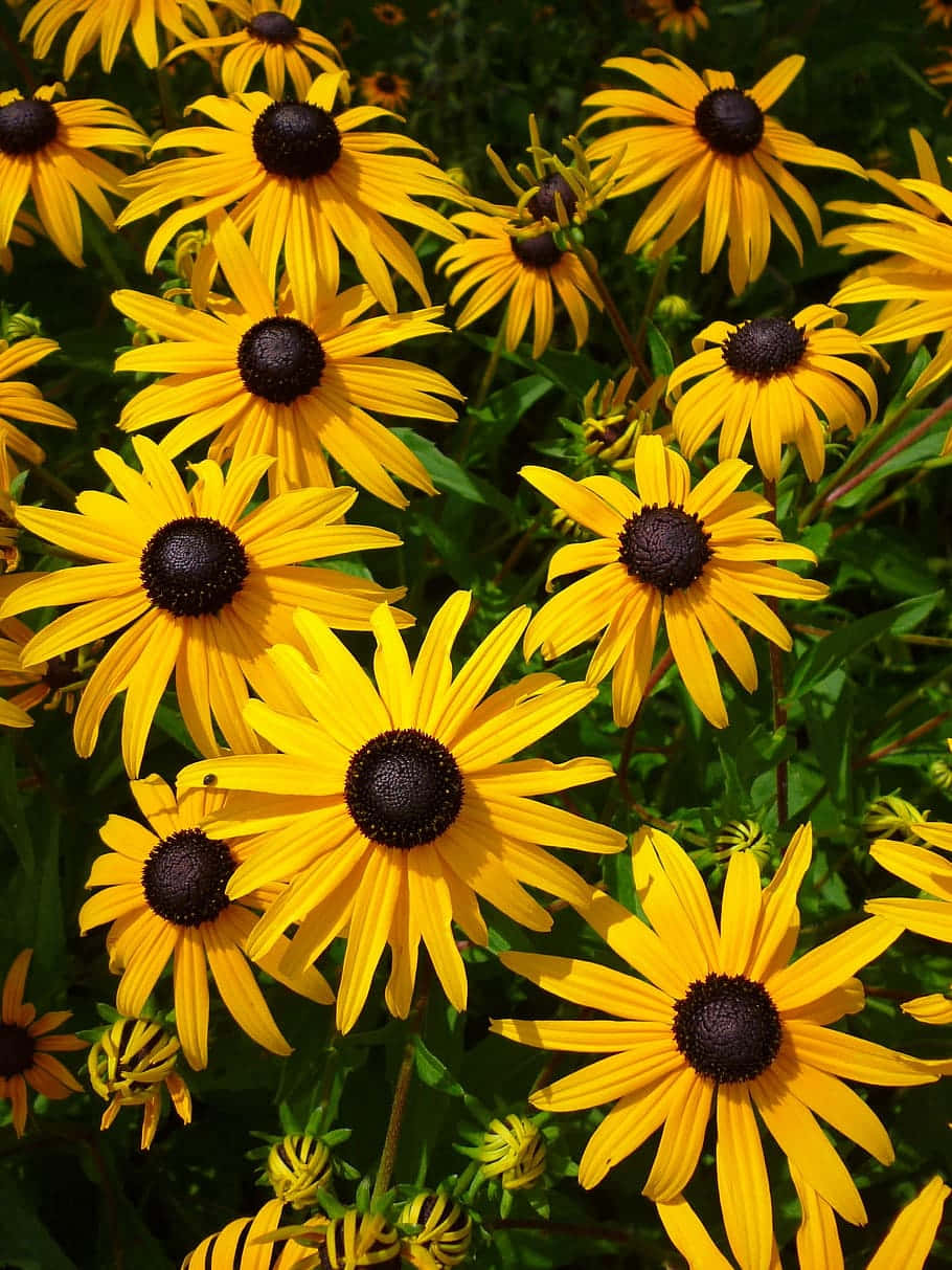 Yellow Coneflower 桌布 壁紙 — 鮮豔的黃色黑眼蘇珊在茂密的綠葉中密集綻放，沐浴在明亮的陽光下。