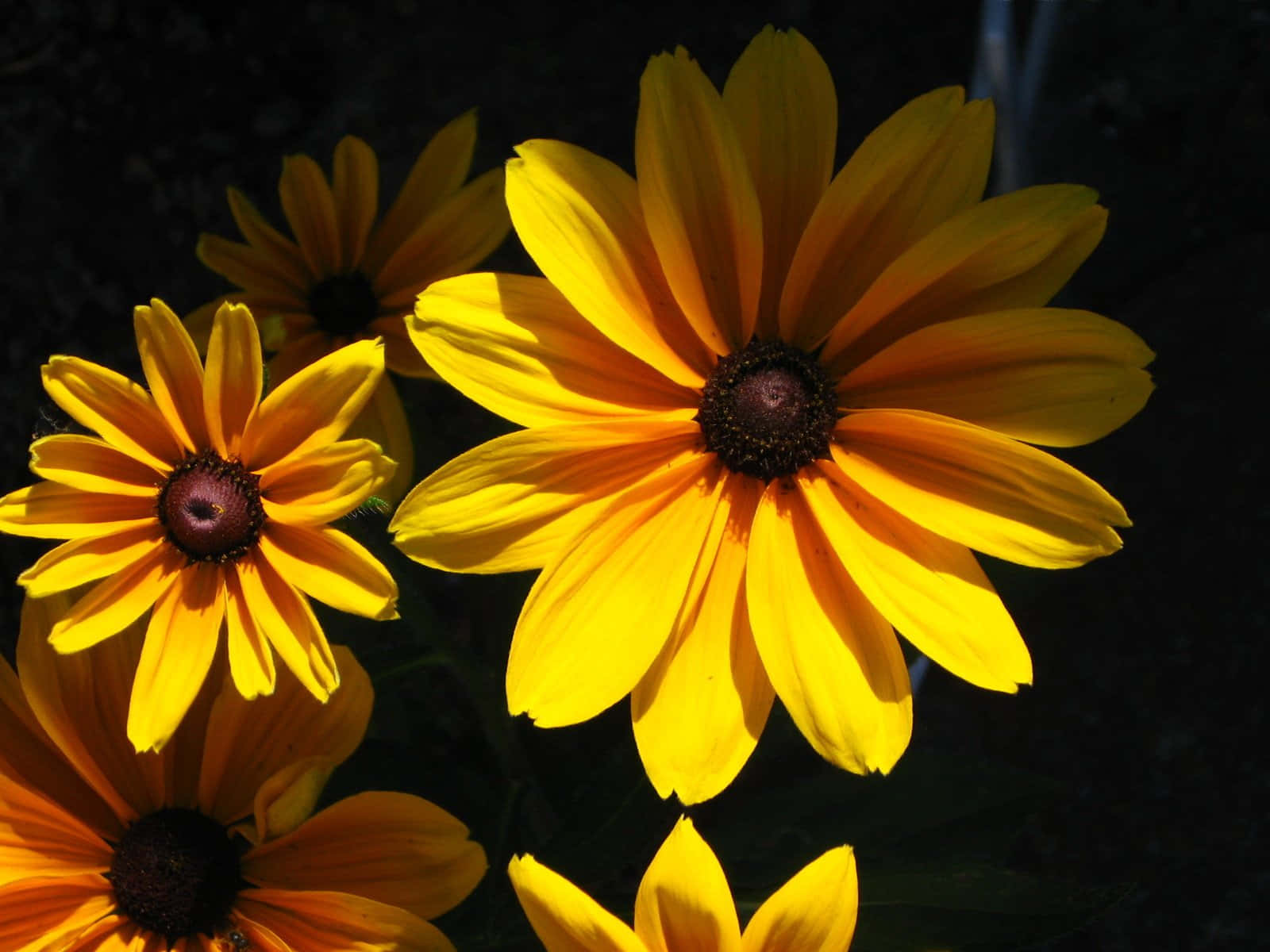 Black Eyed Susan 桌布 壁紙 — 鮮豔的黃色黑眼蘇珊花在深色背景下盛開，花瓣在陽光下閃耀，深棕色花心。