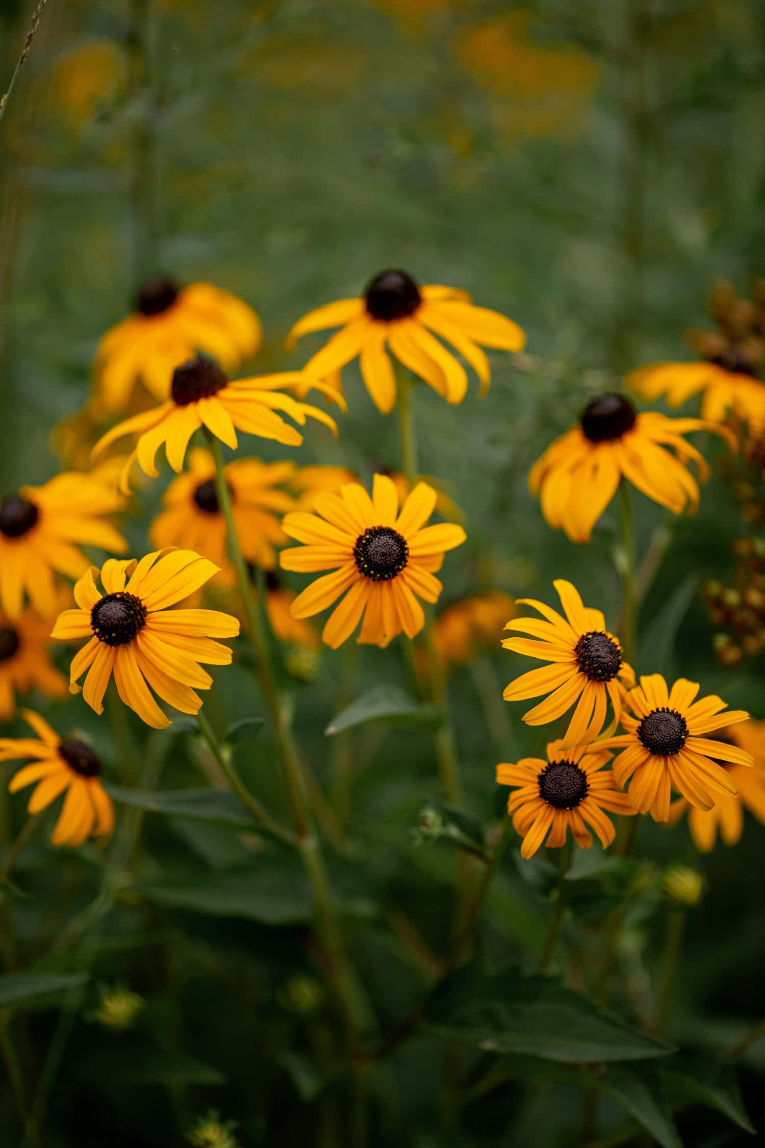 Black Eyed Susan 桌布 壁紙 — 鮮豔的黃色黑眼蘇珊花在茂密的綠色田野中盛開，光線柔和自然。