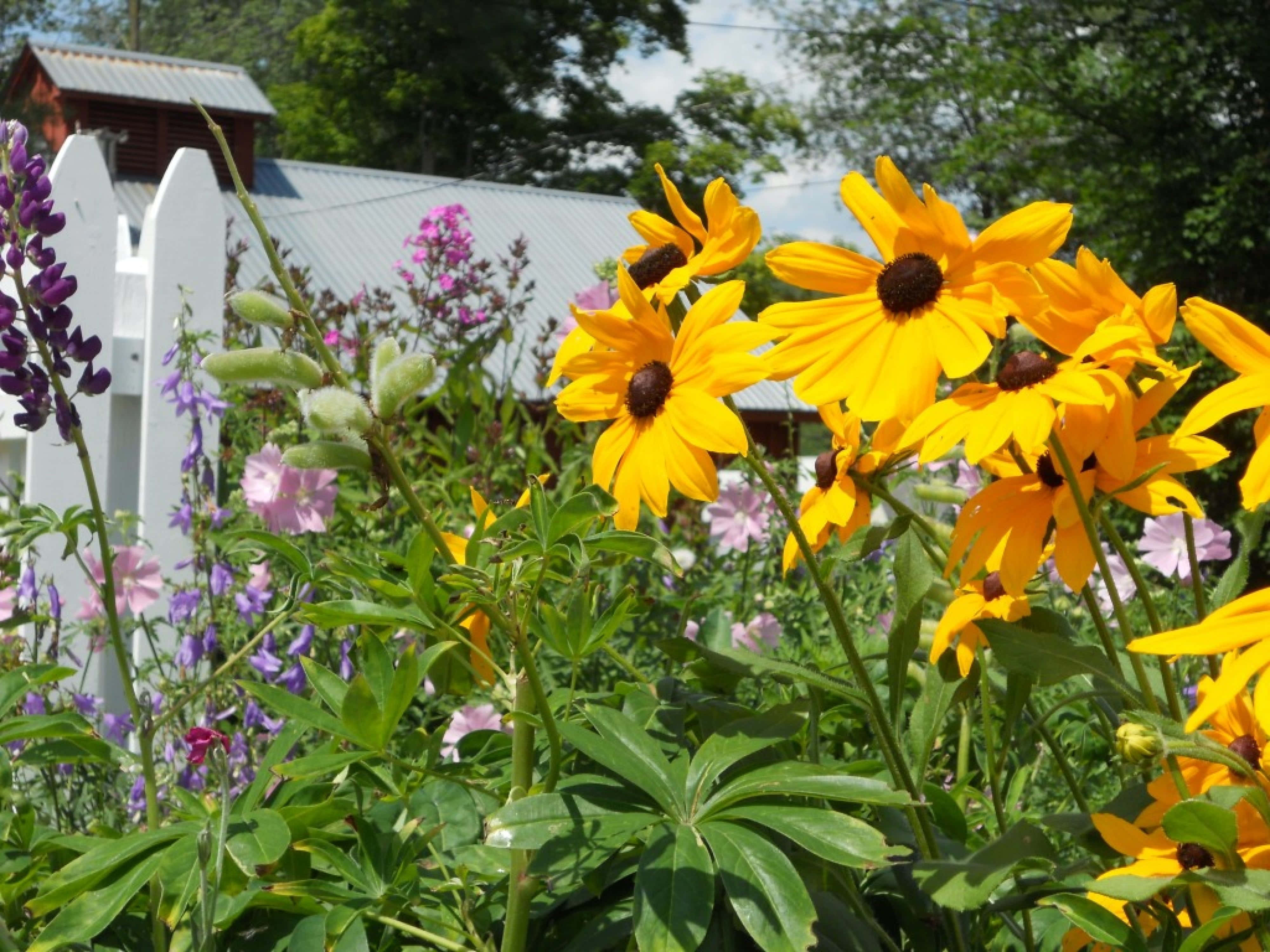 Yellow Coneflower 桌布 壁紙 — 鮮豔的黃色黑眼蘇珊花在陽光明媚的花園中盛開，旁邊是白色尖樁籬笆，還有紫色羽扇豆和粉紅色花朵。