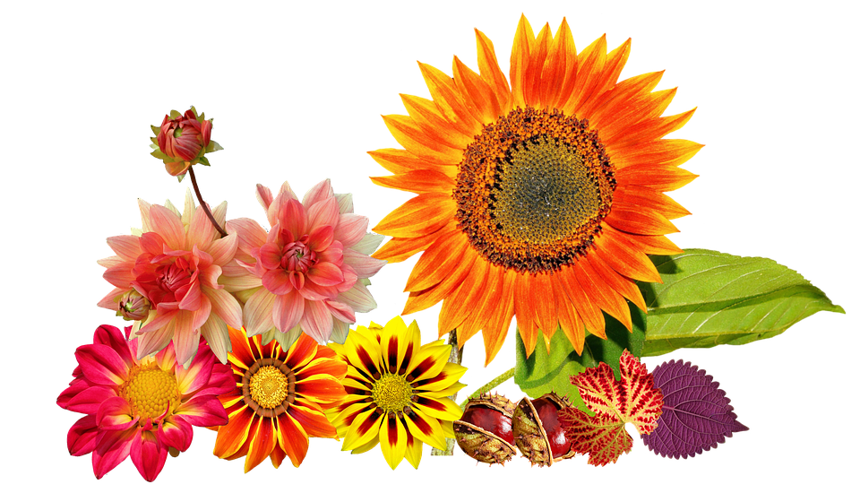 鮮豔秋日花卉佈置 壁紙